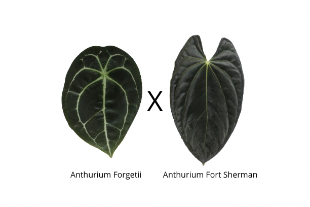Anthurium forgetii x fort sherman