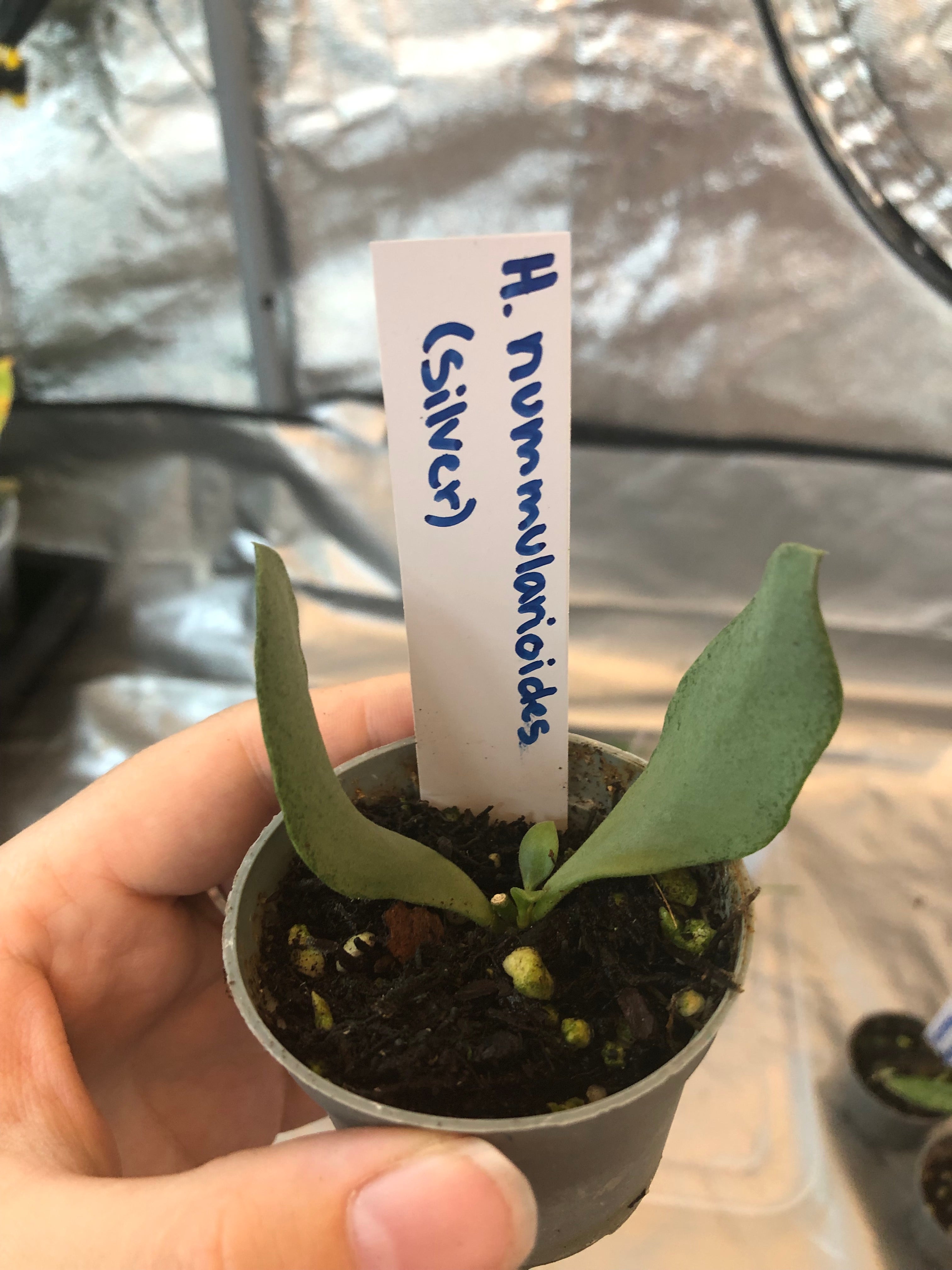 Hoya nummularioides “silver”