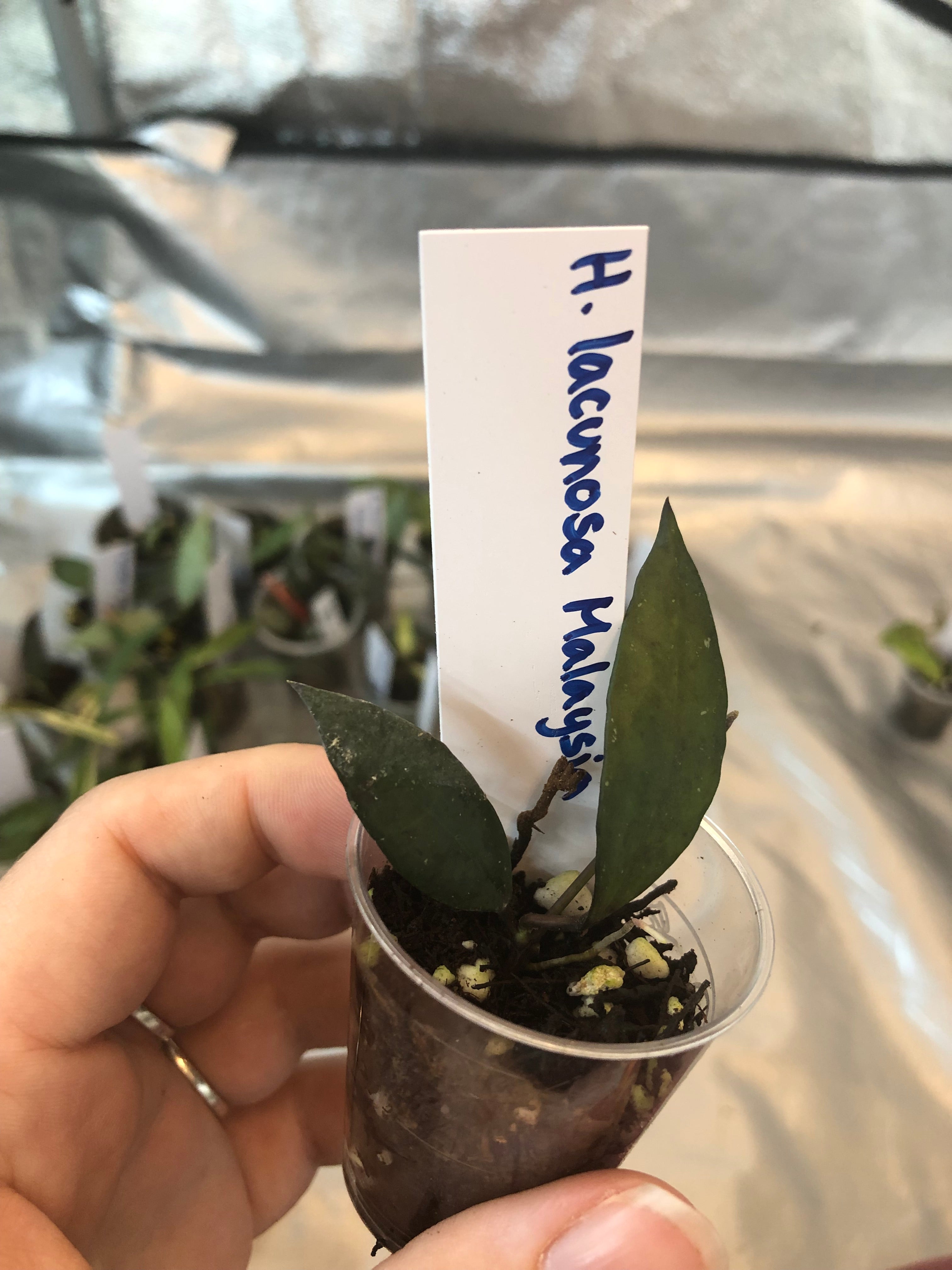 Hoya lacunosa sp. Malaysia