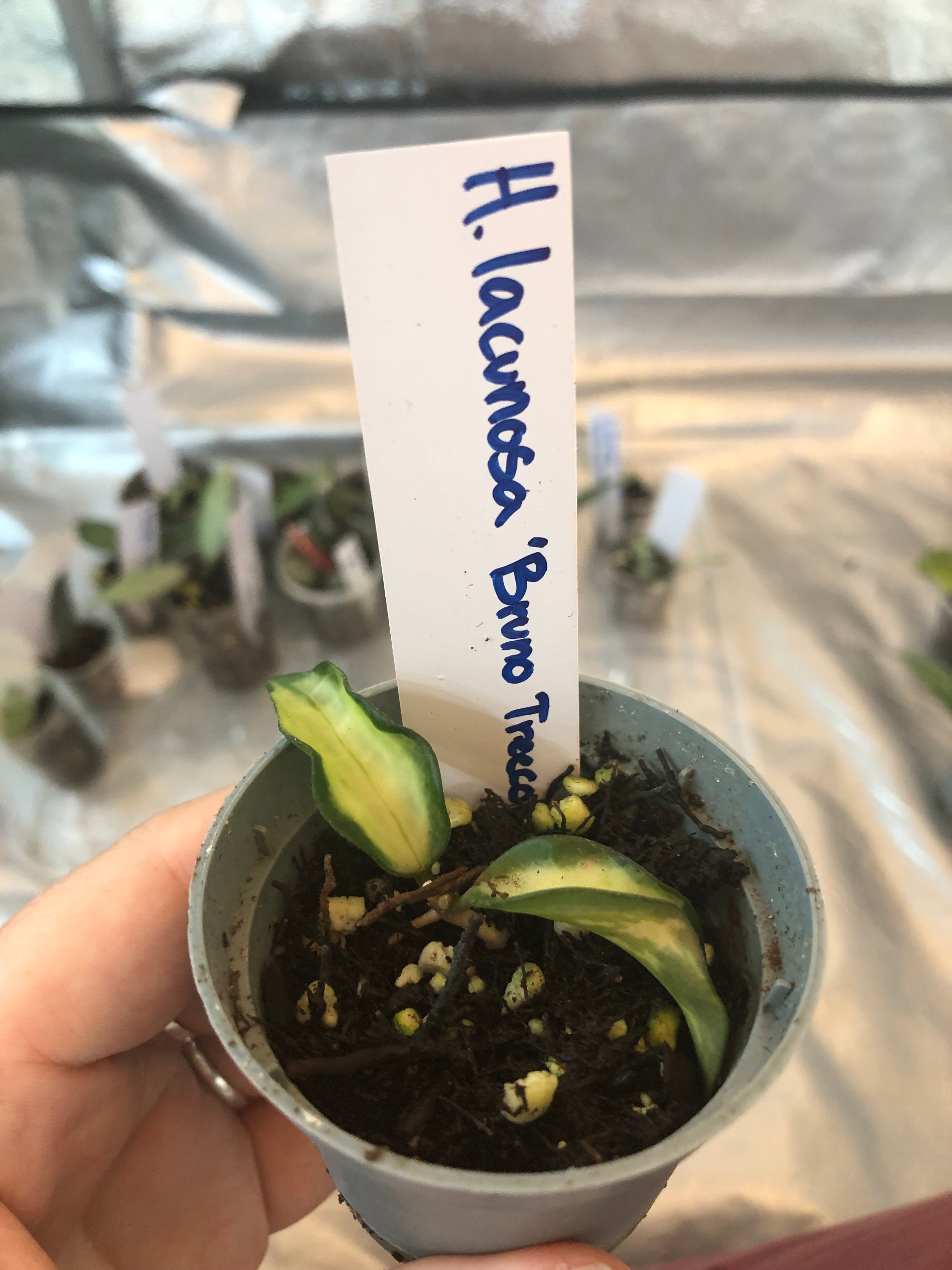 Hoya lacunosa “Bruno Treecolor”