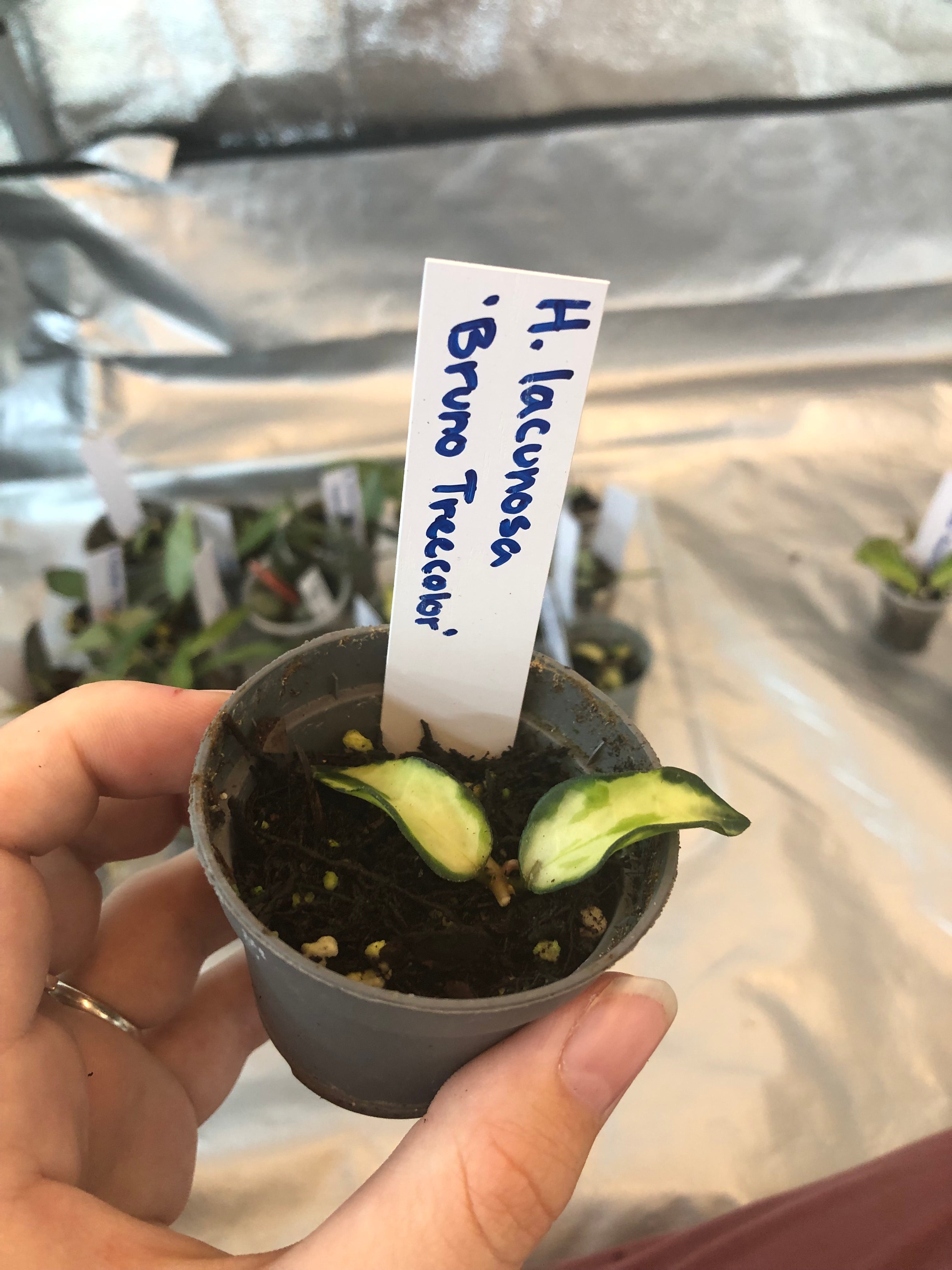 Hoya lacunosa “Bruno Treecolor”