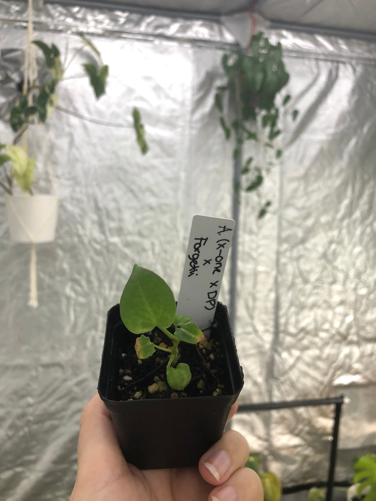 Anthurium (x-one x Dark Phoenix) x forgetii