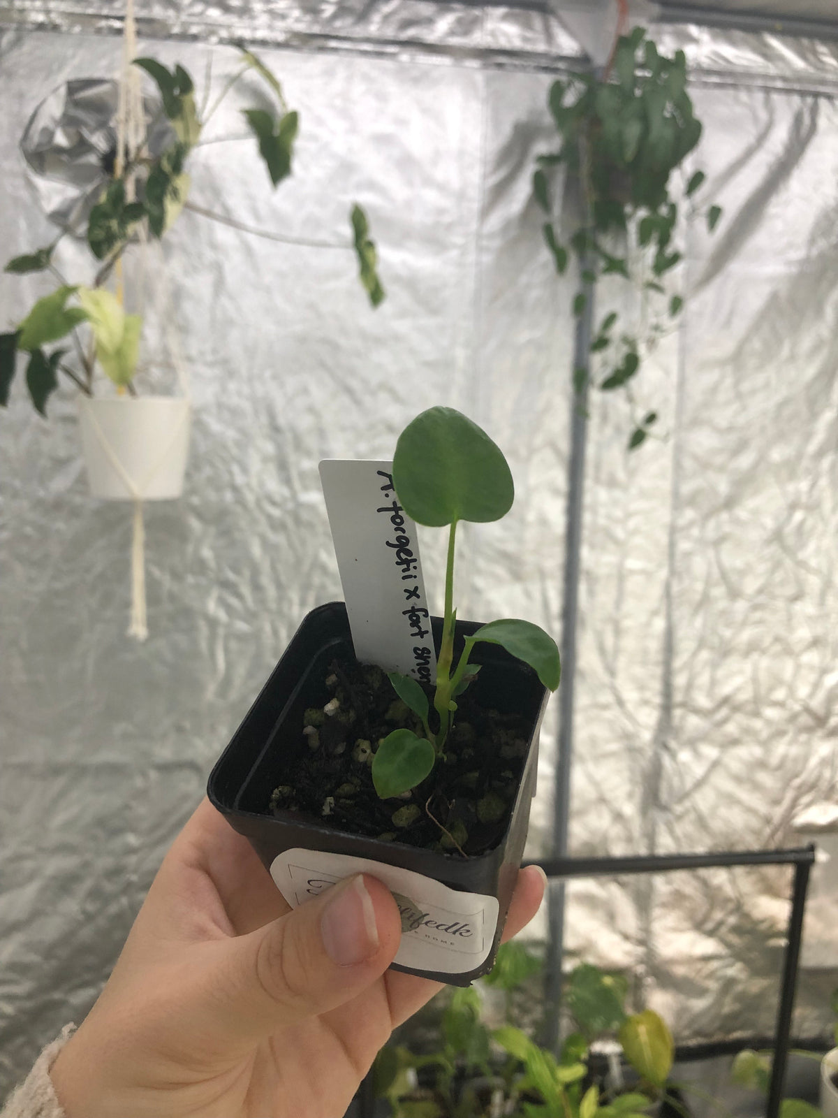 Anthurium forgetii x fort sherman