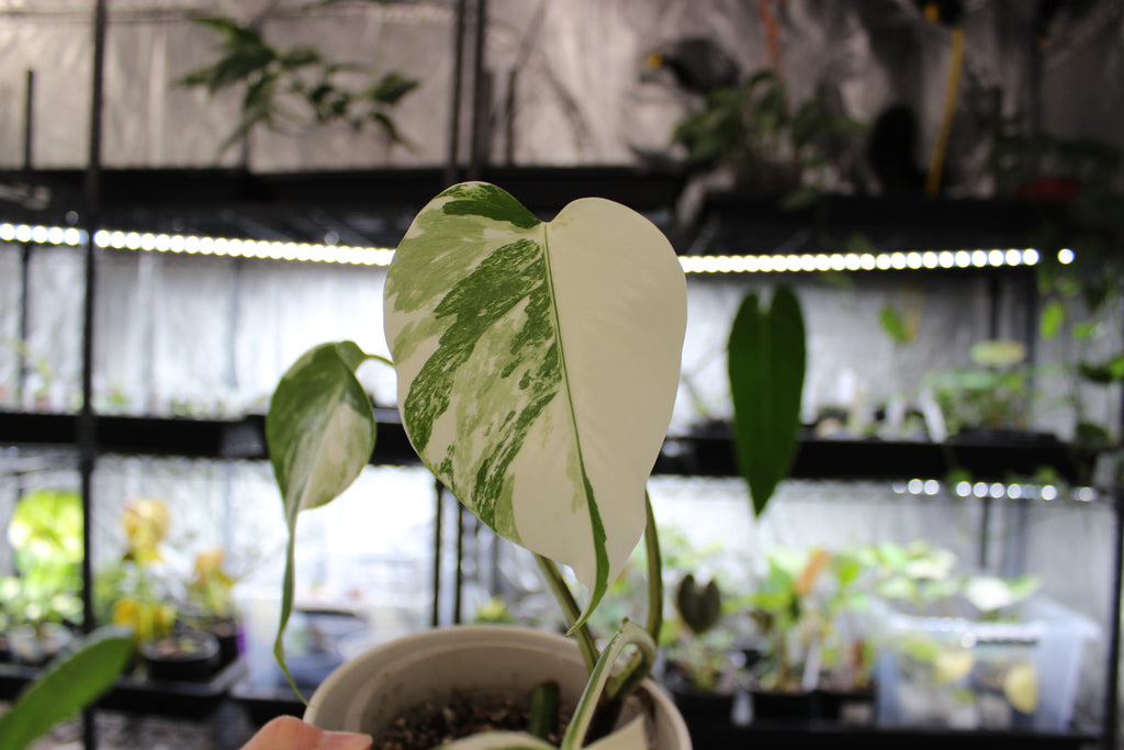 Monstera deliciosa var. borsigiana 'Albo Variegata'