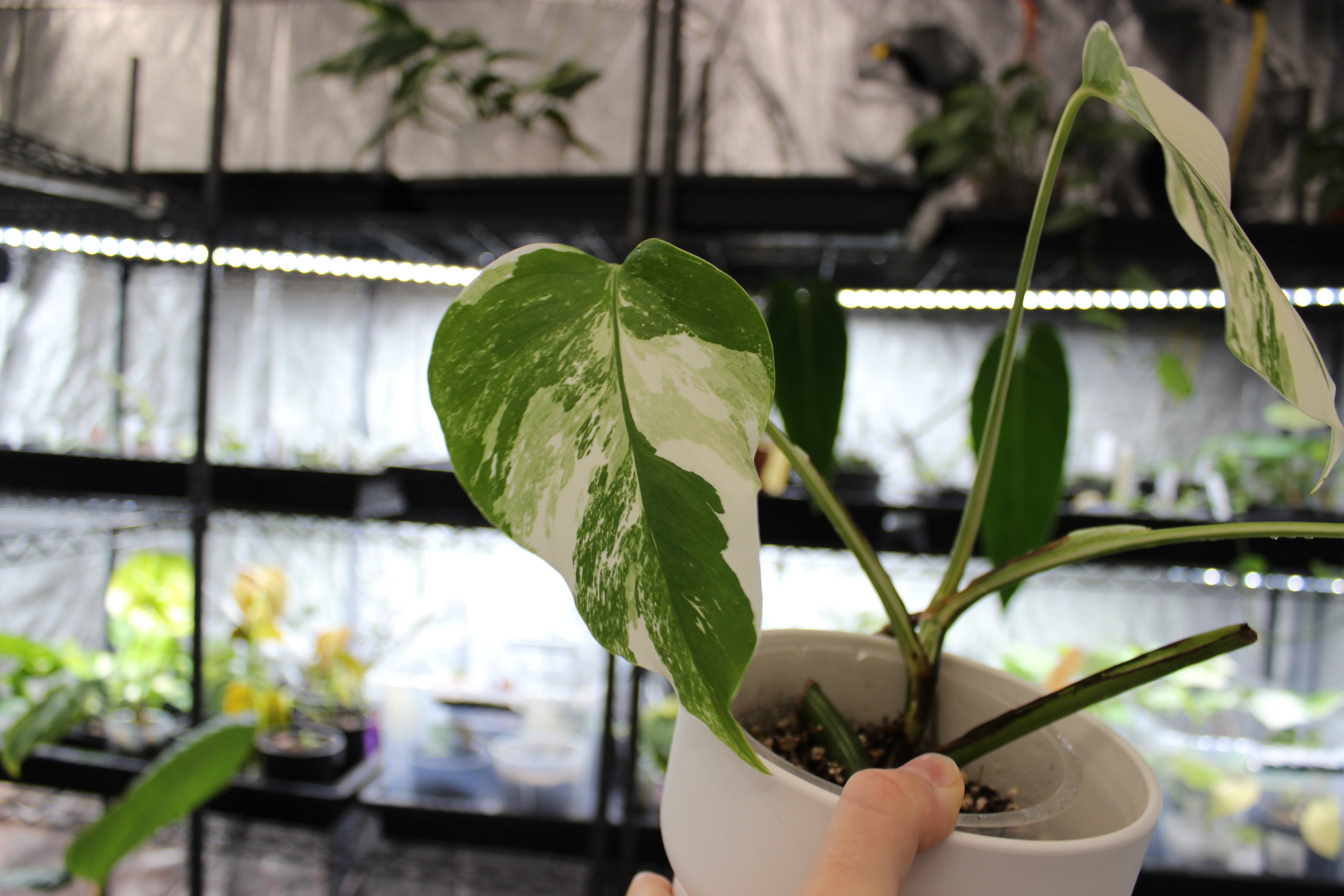 Monstera deliciosa var borsigiana albo variegata
