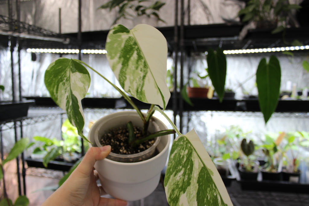 Monstera deliciosa var. borsigiana 'Albo Variegata'