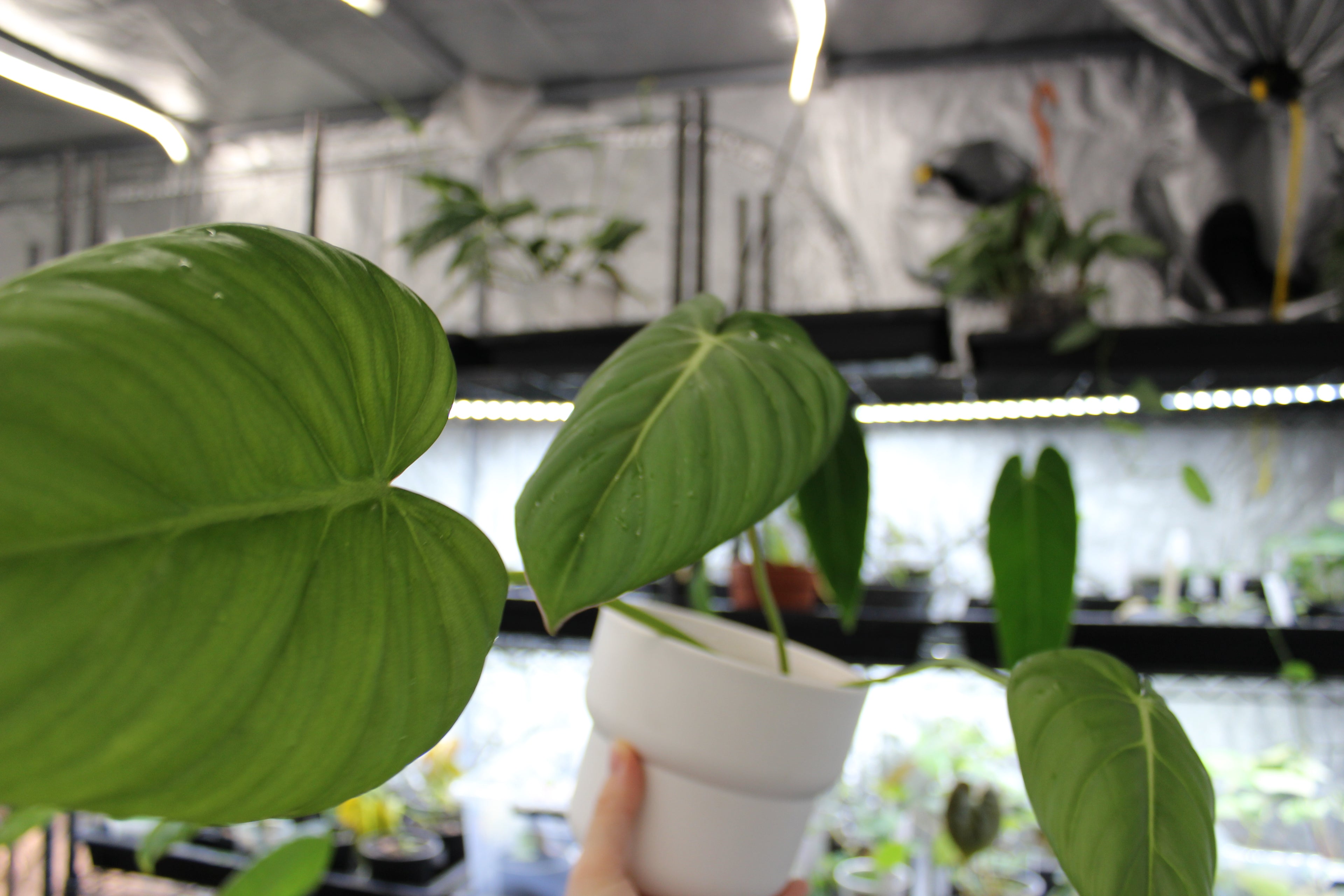 Philodendron Dean McDowell