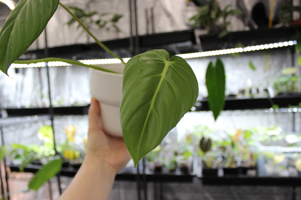 Philodendron Dean McDowell