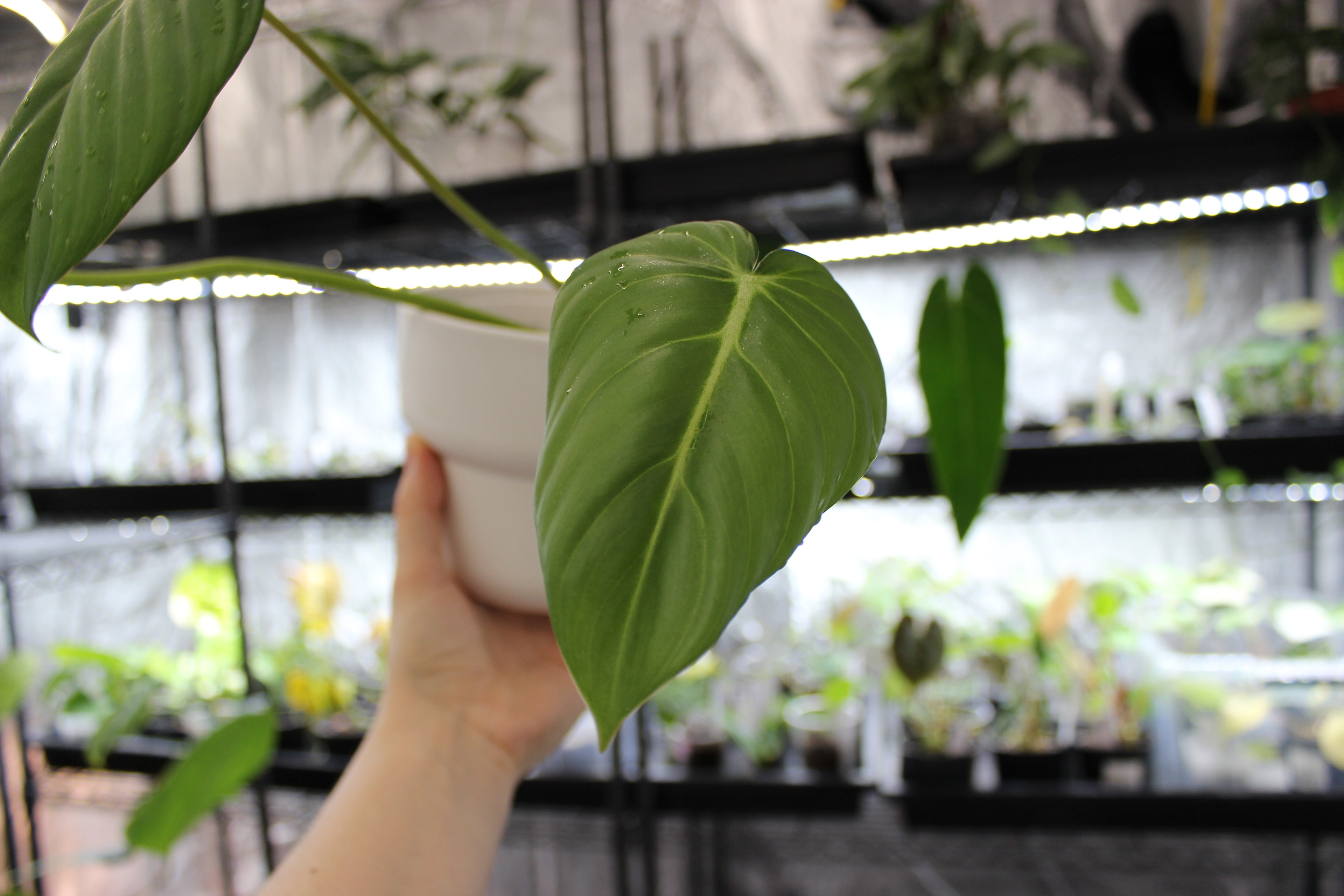 Philodendron Dean McDowell