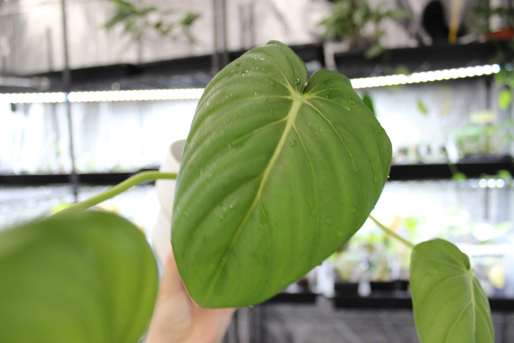 Philodendron Dean McDowell