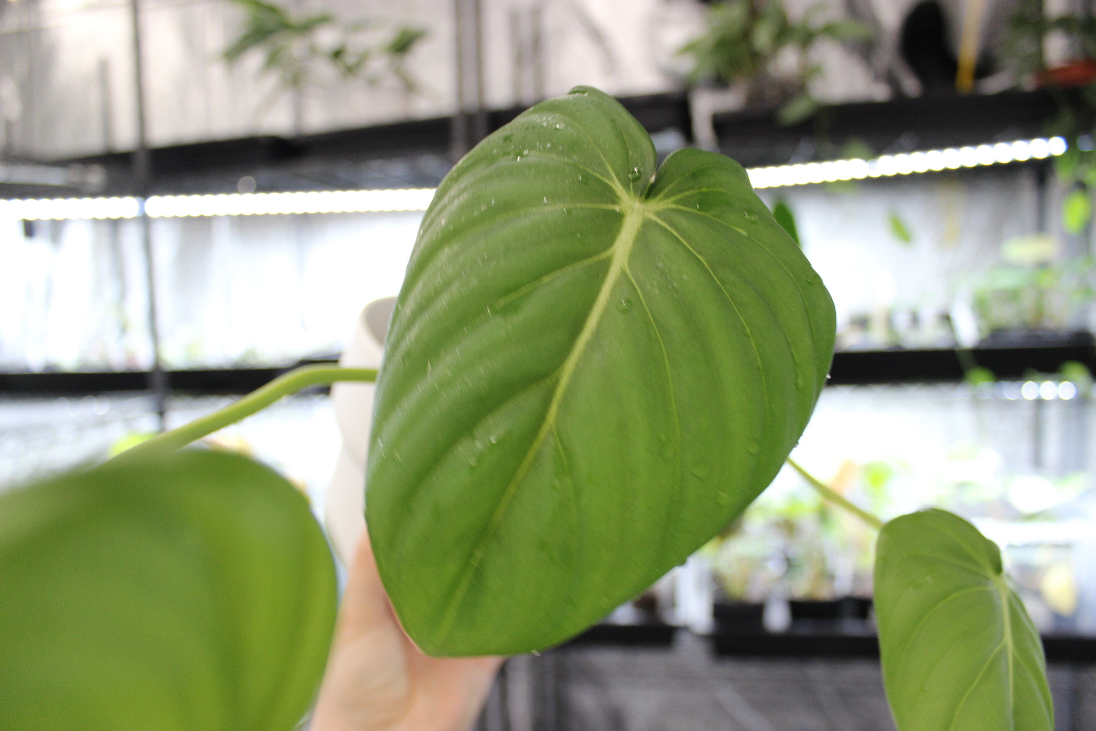 Philodendron Dean McDowell