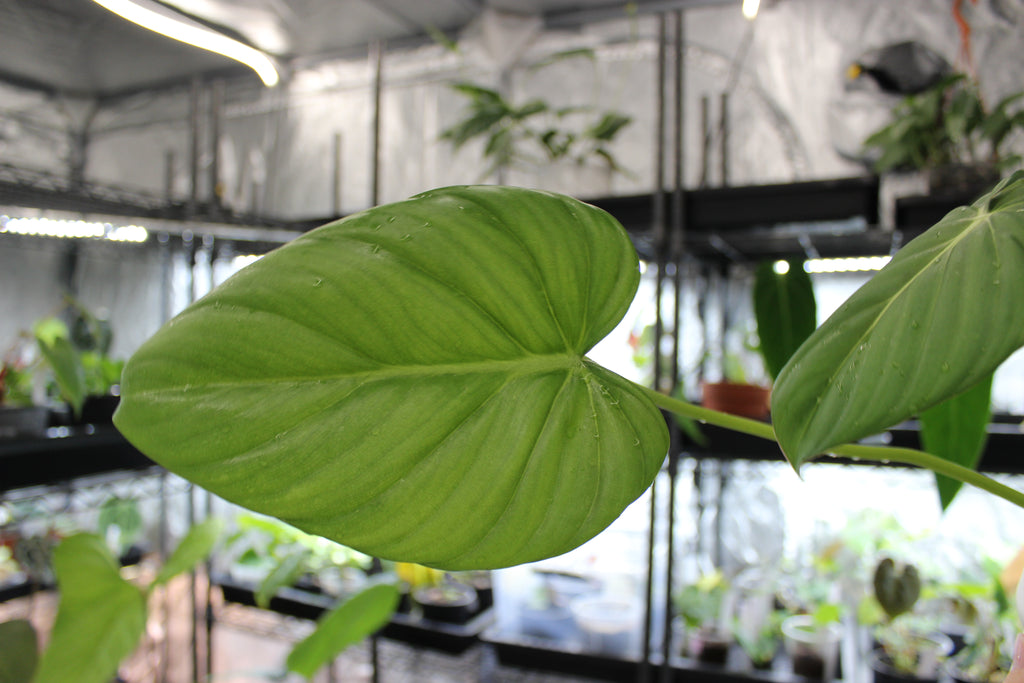 Philodendron Dean McDowell