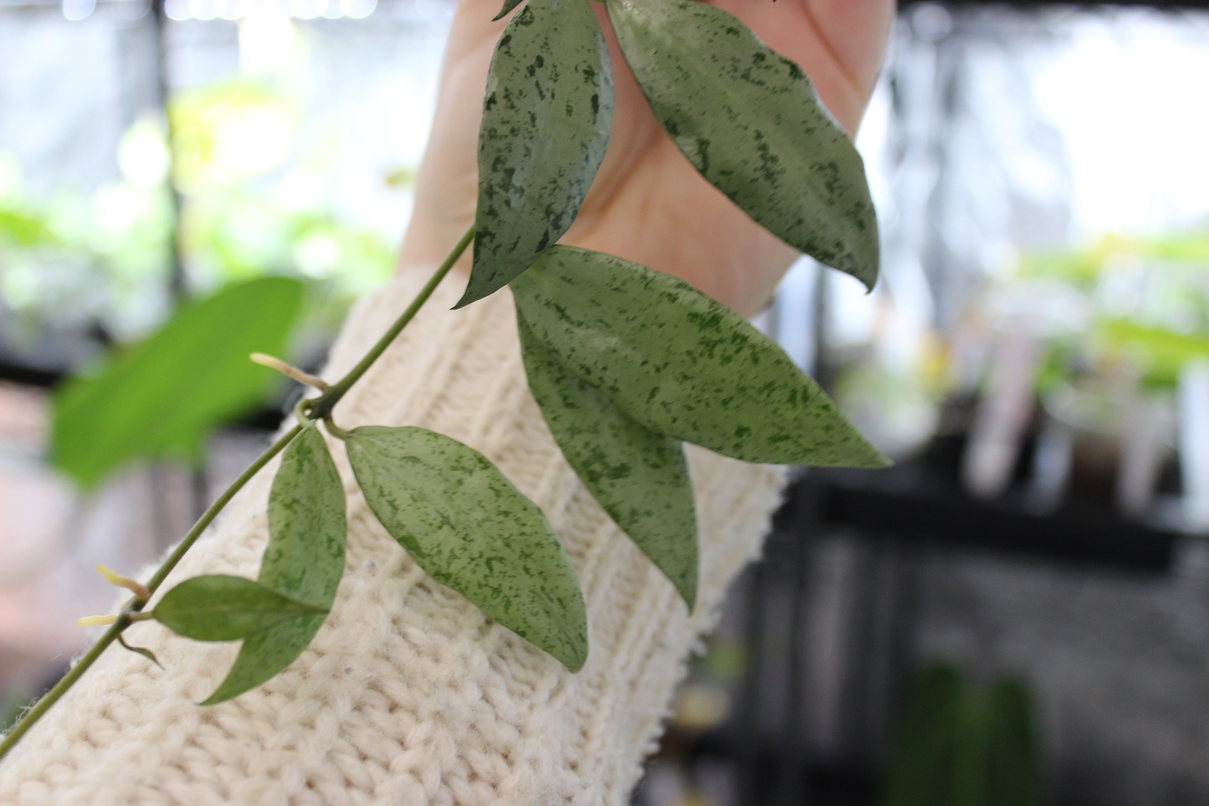Hoya lacunosa 'Silver Lime'