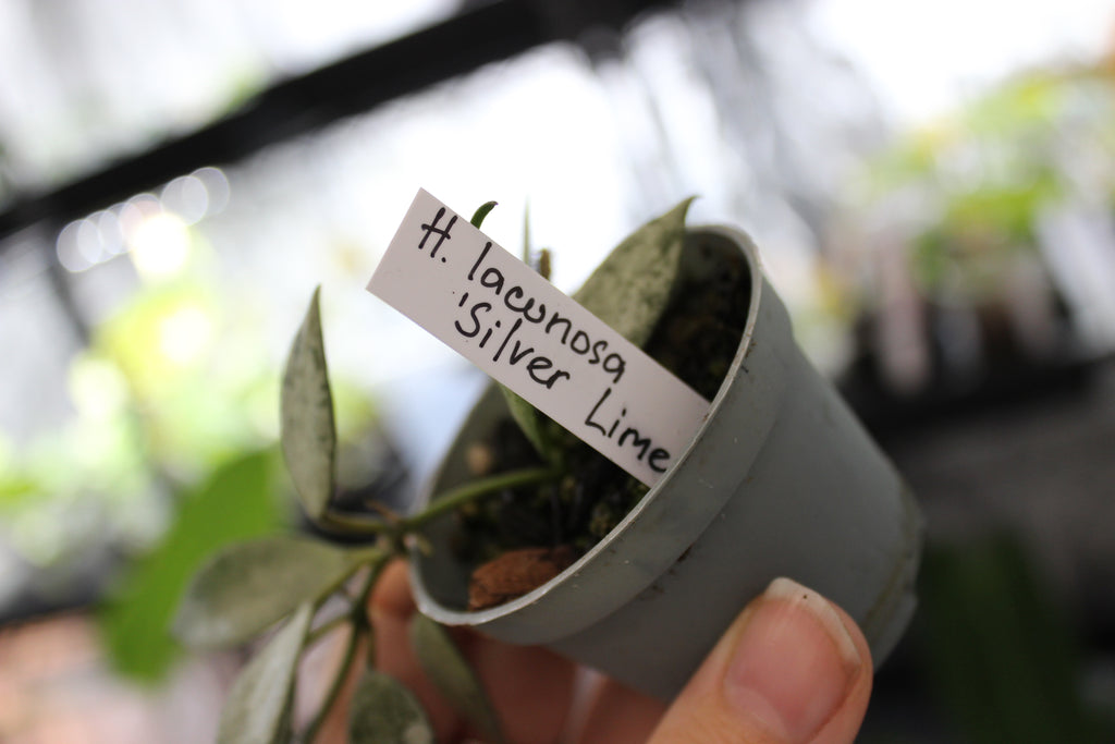 Hoya lacunosa 'Silver Lime'