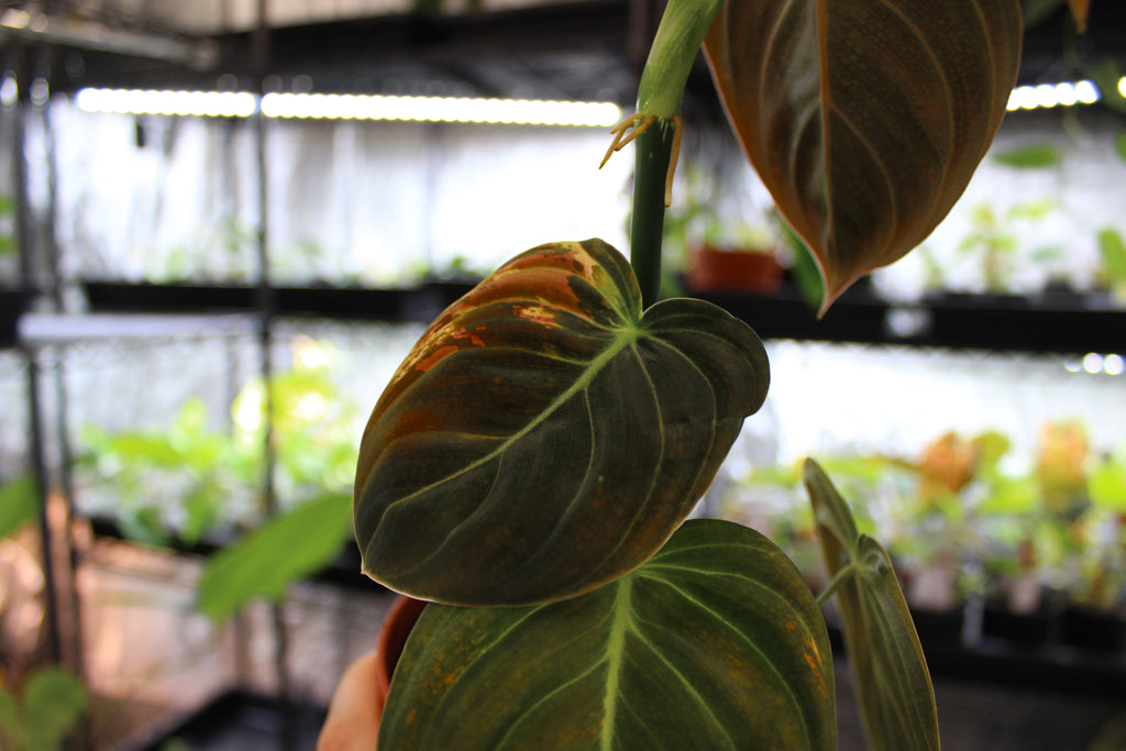 Philodendron melanochrysum broget