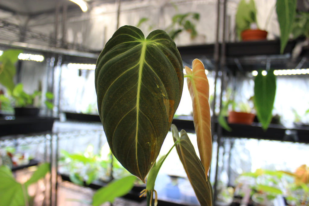 Philodendron melanochrysum broget