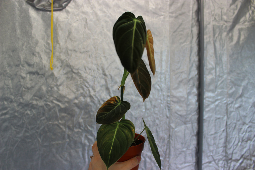 Philodendron melanochrysum broget