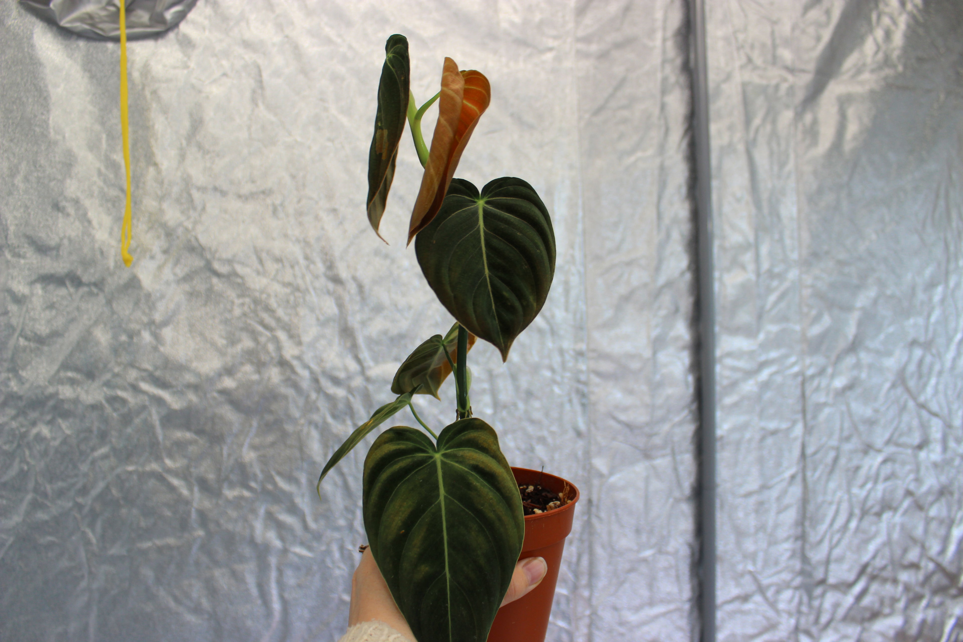 Philodendron melanochrysum variegated