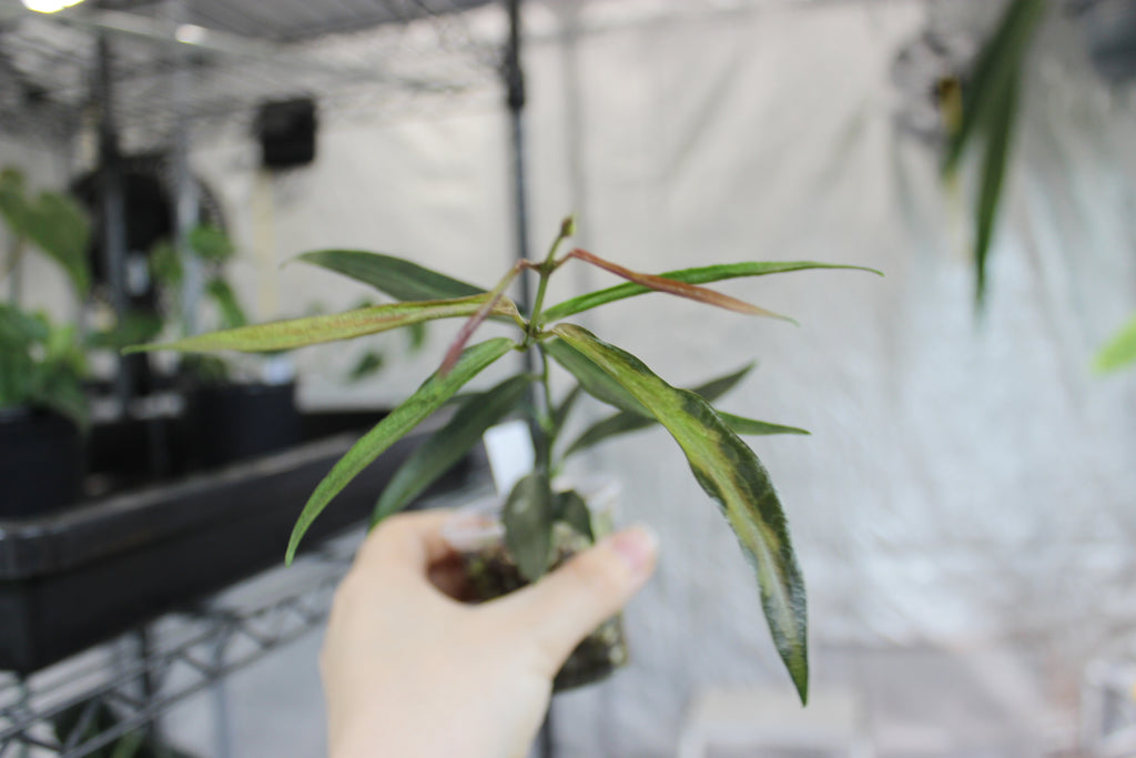 Hoya lamingtoniae (sp. PNG 04)