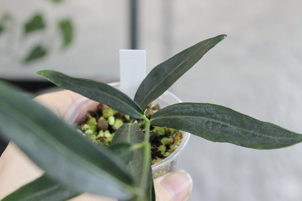 Hoya lamingtoniae (sp. PNG 04)