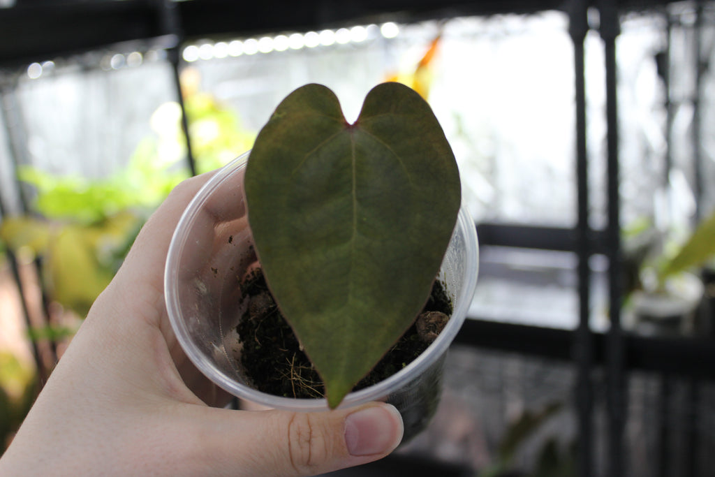 Anthurium Ace of Spades SKG Dark Form
