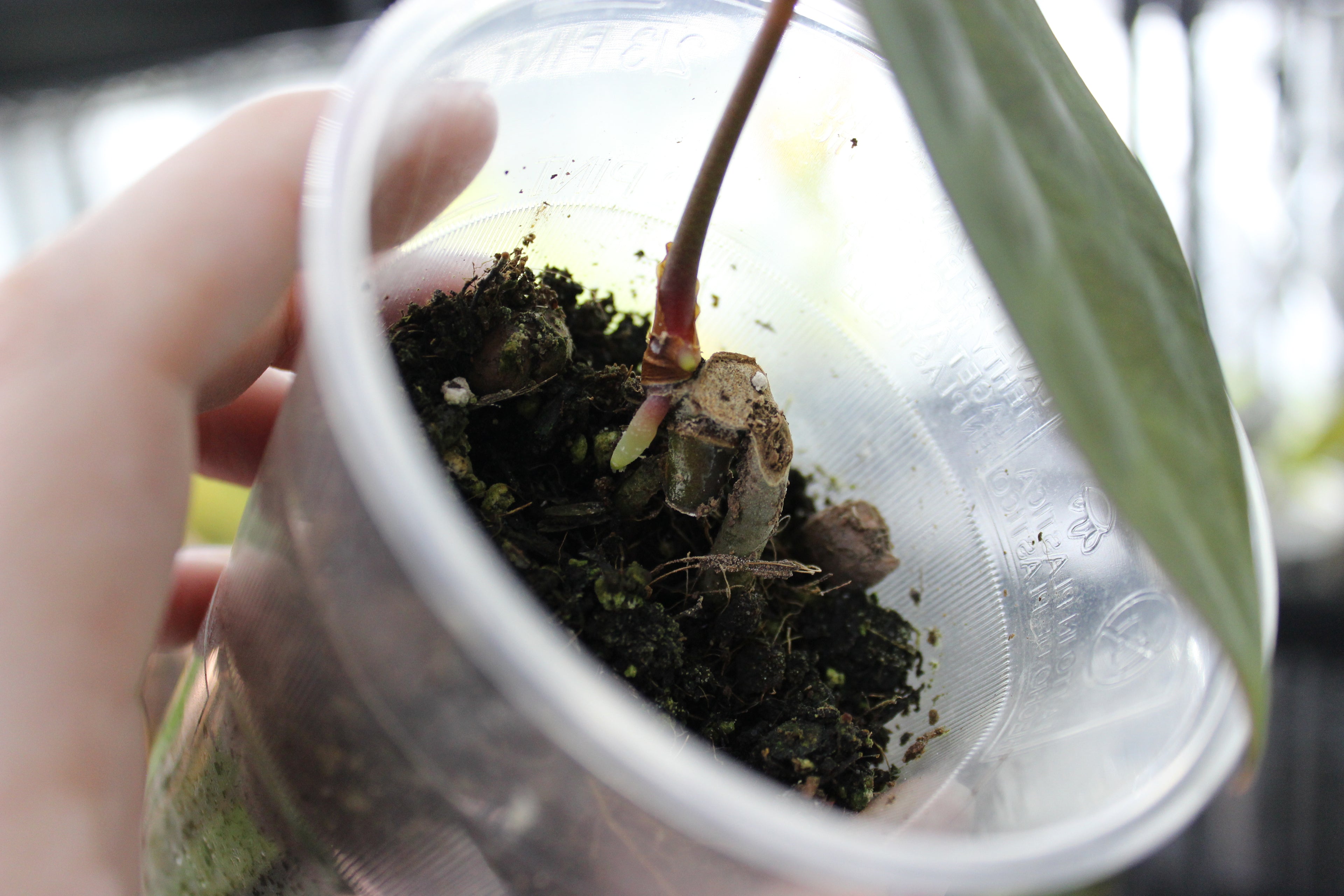 Anthurium Ace of Spades SKG Dark Form