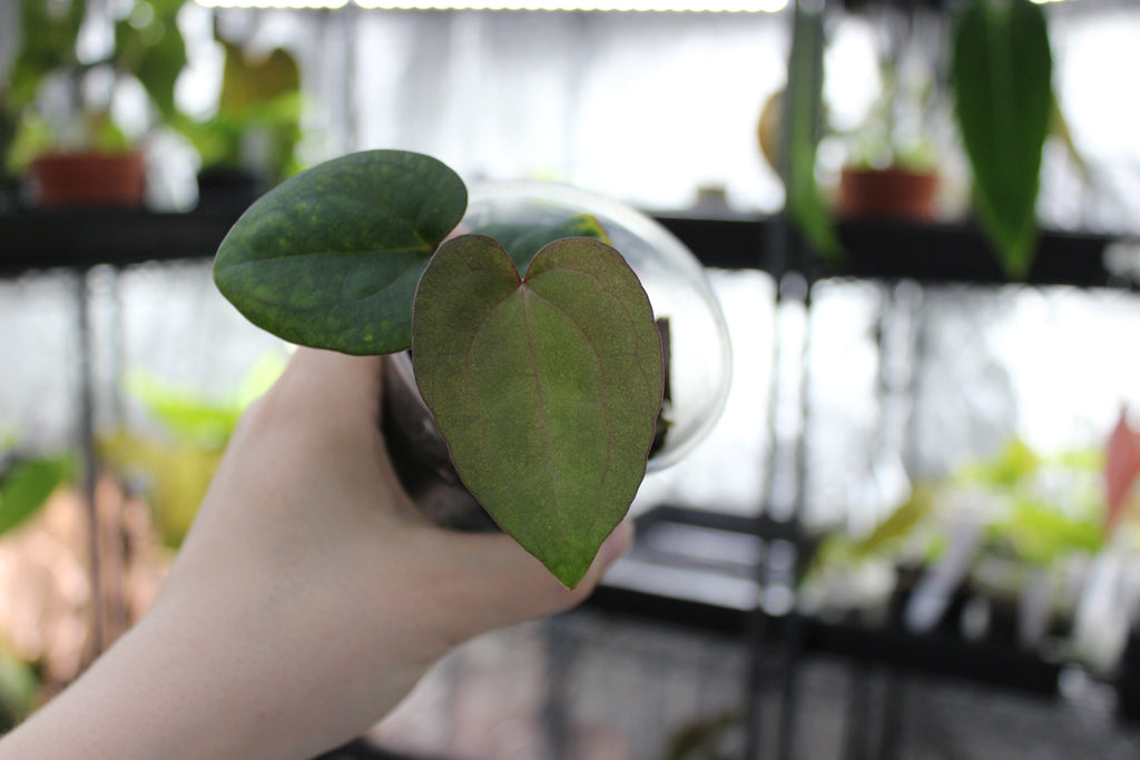 Anthurium Red Vein Dark Phoenix (RVDP)