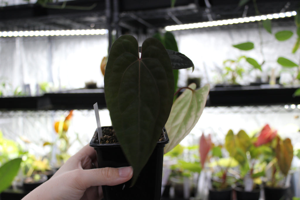 Anthurium Red Vein Dark Phoenix (RVDP)