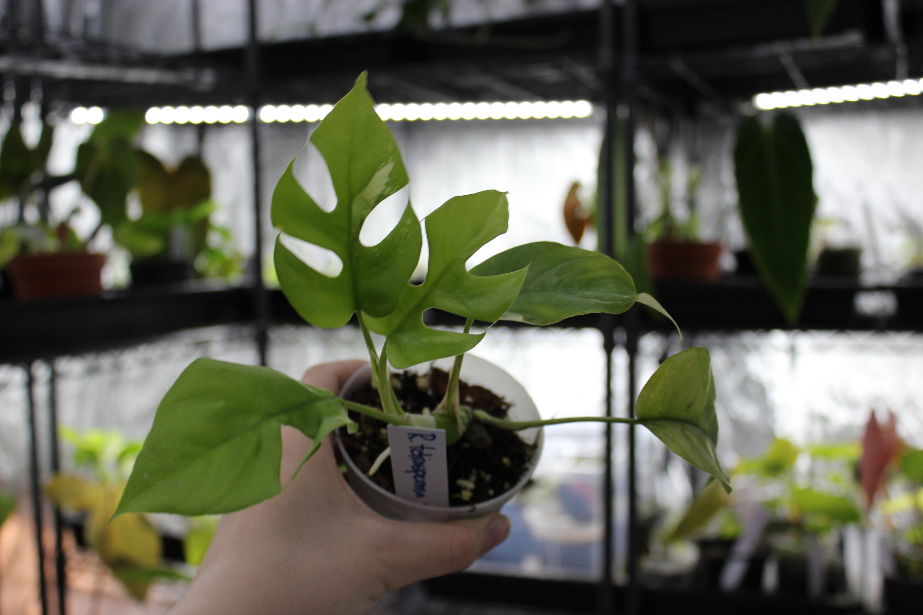 Rhapidaphora Tetrasperma Variegated