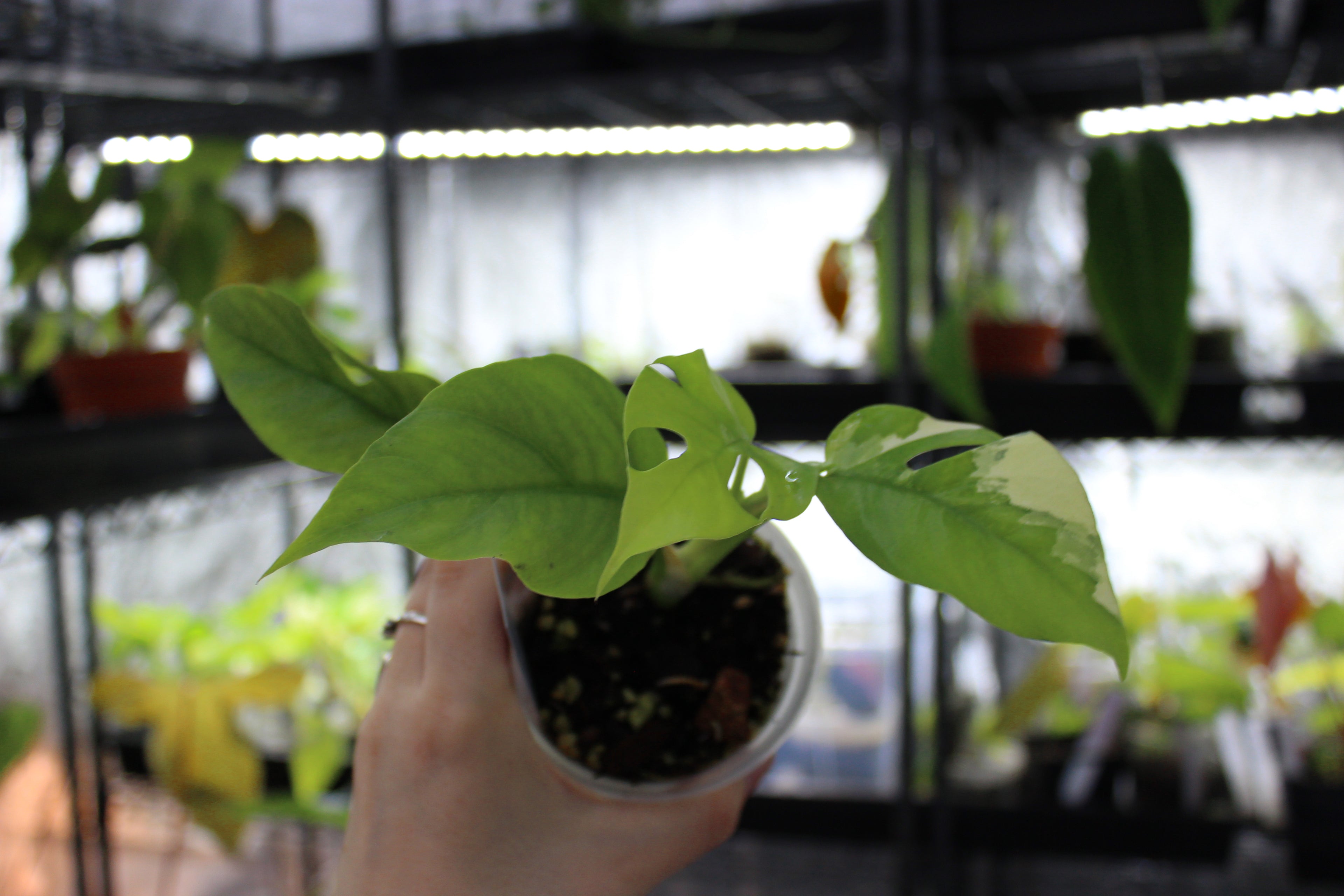 Rhapidaphora Tetrasperma Variegated