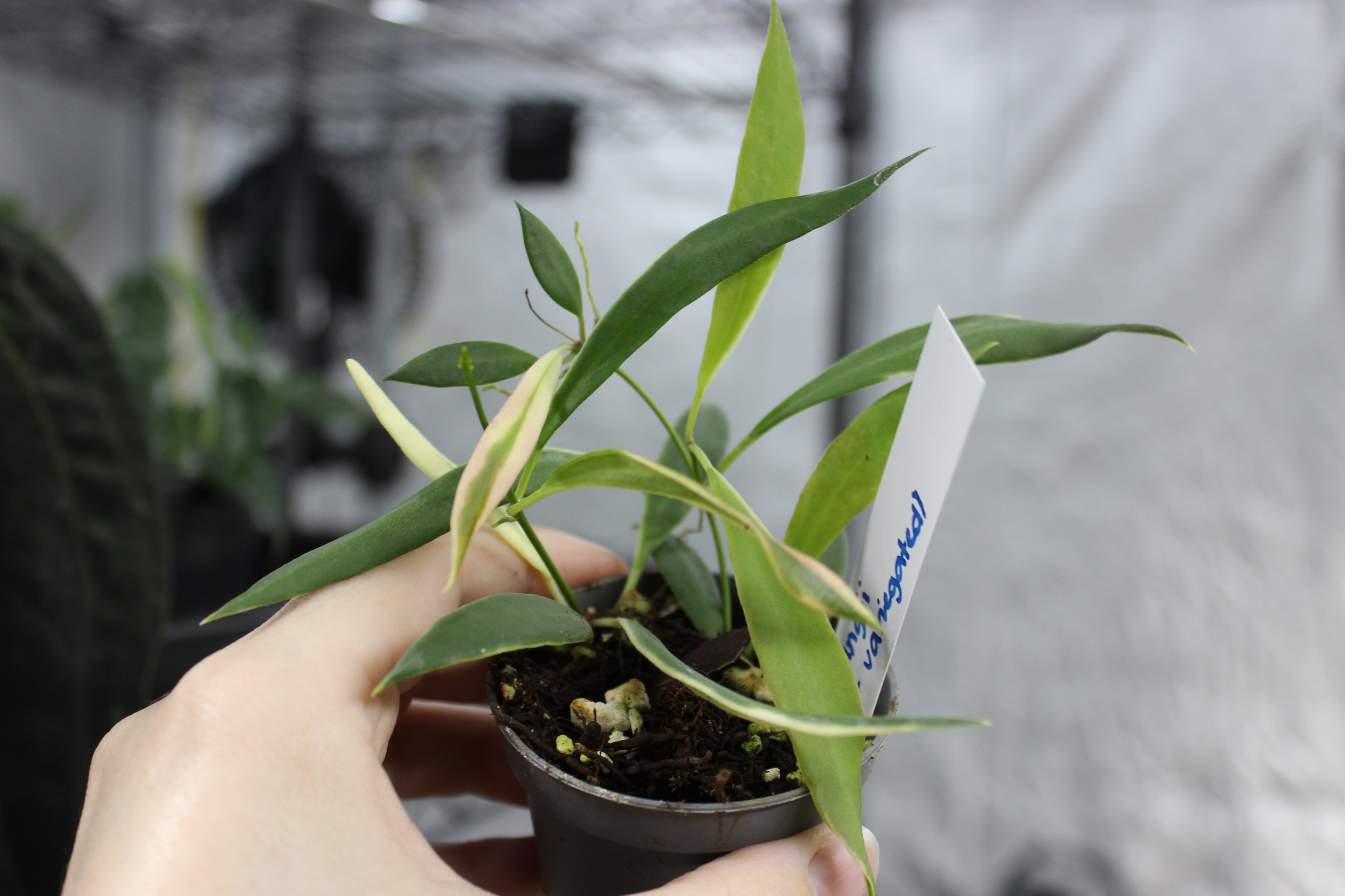 Hoya tsangii (outer variegated)