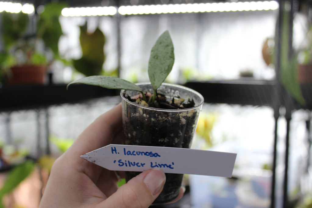 Hoya lacunosa 'Silver Lime'