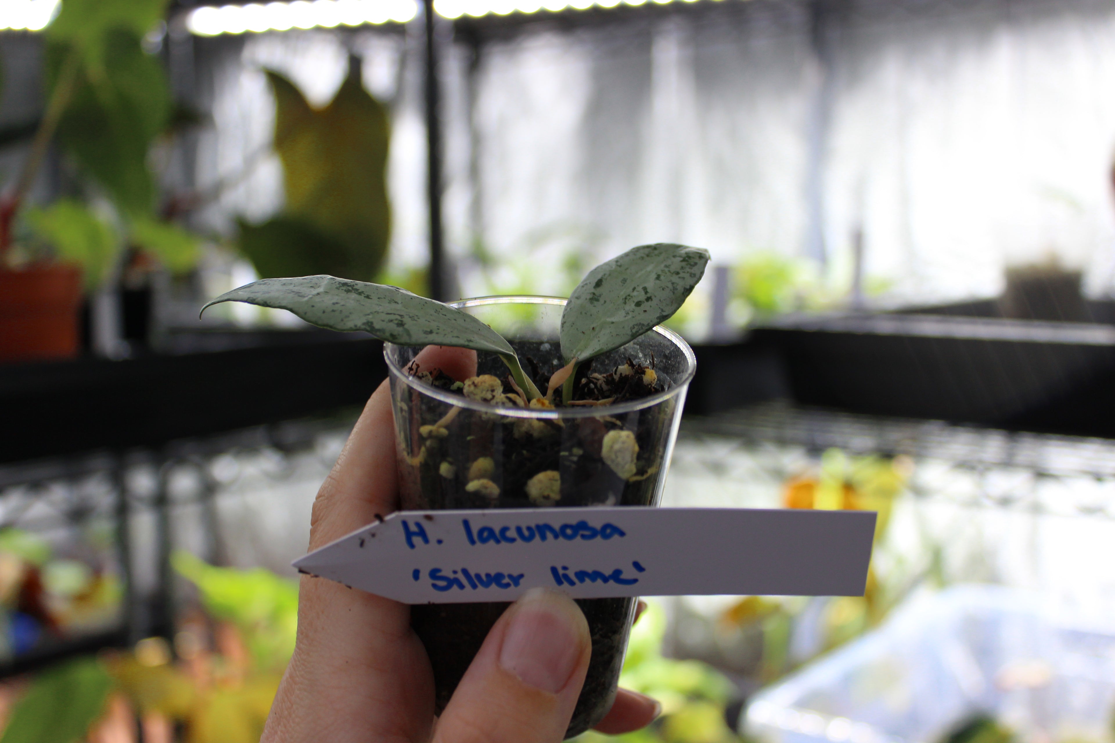 Hoya lacunosa 'Silver Lime'