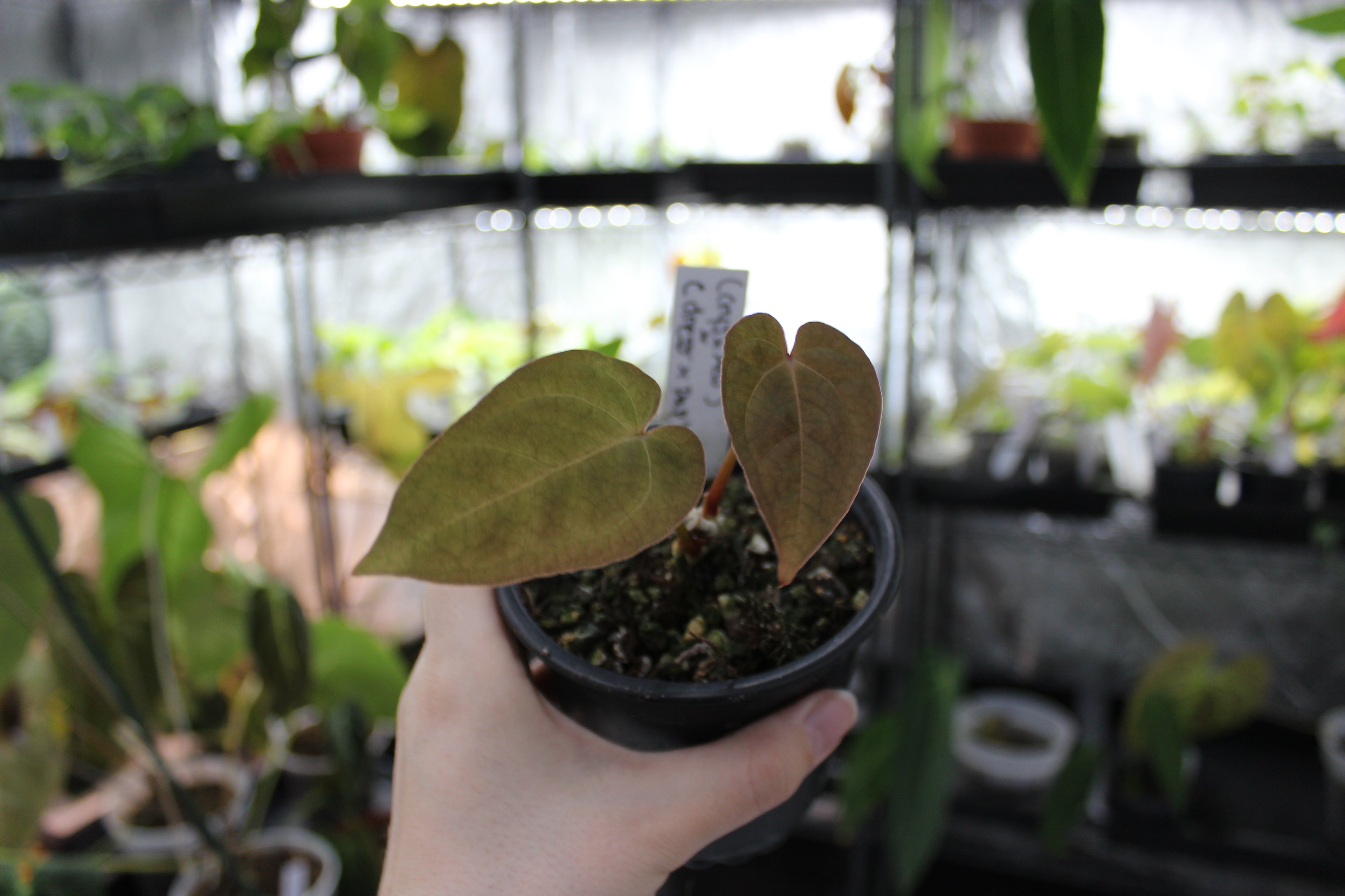 Anthurium (crystallinum x AOS) x (dressleri x papillilaminum)