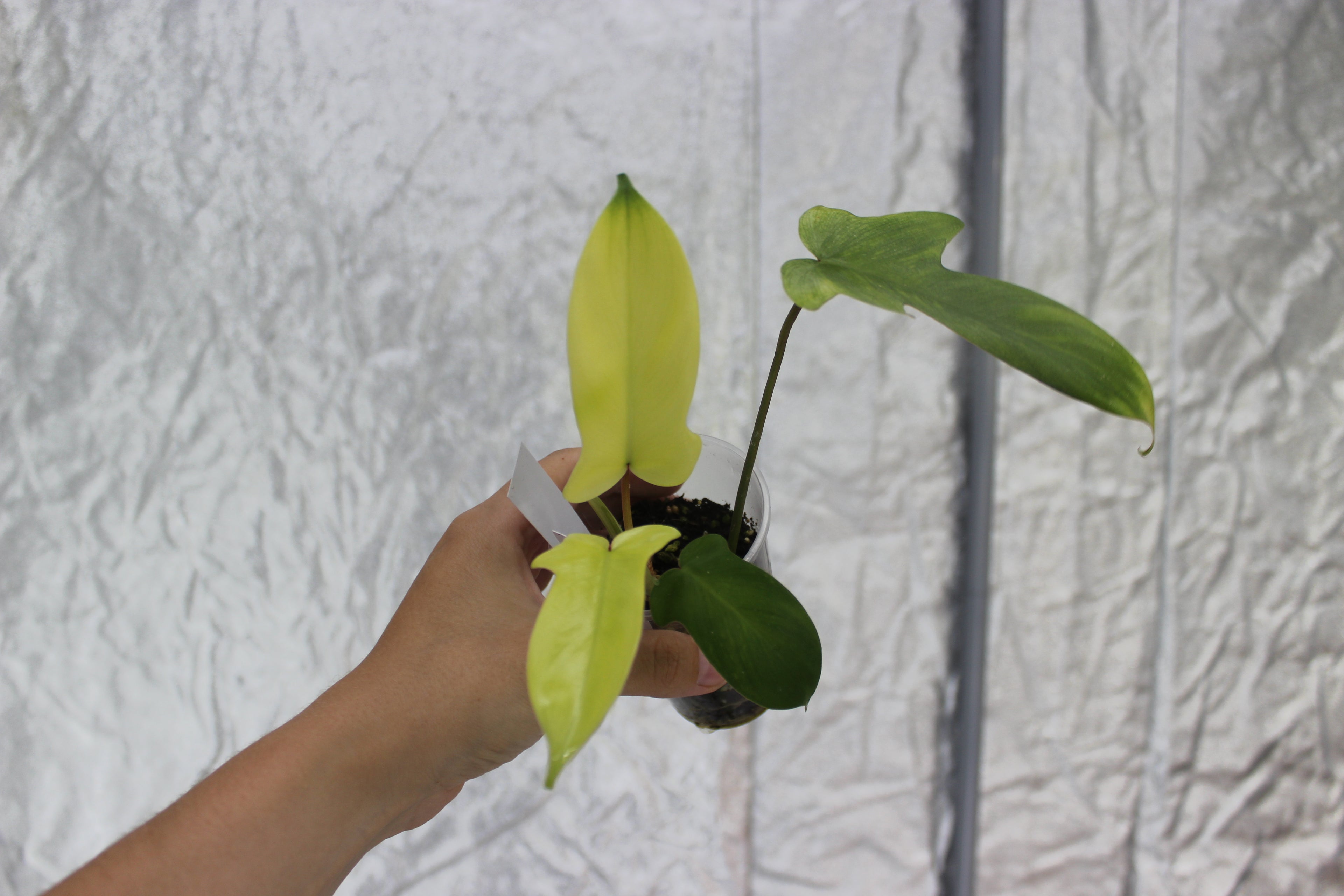 Philodendron Florida Ghost