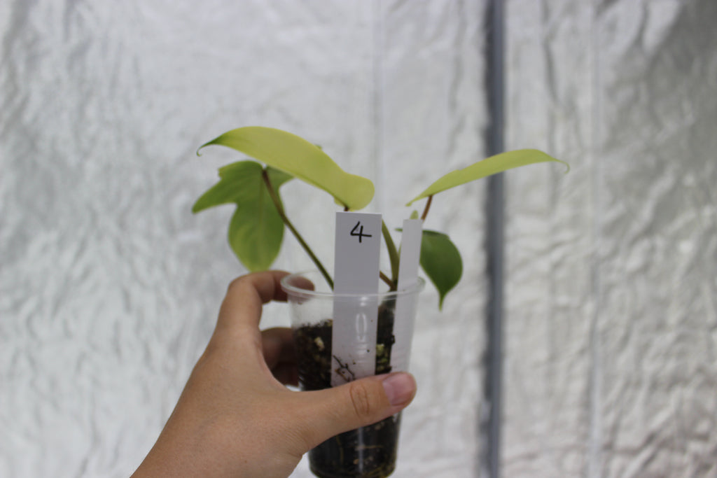 Philodendron Florida Ghost