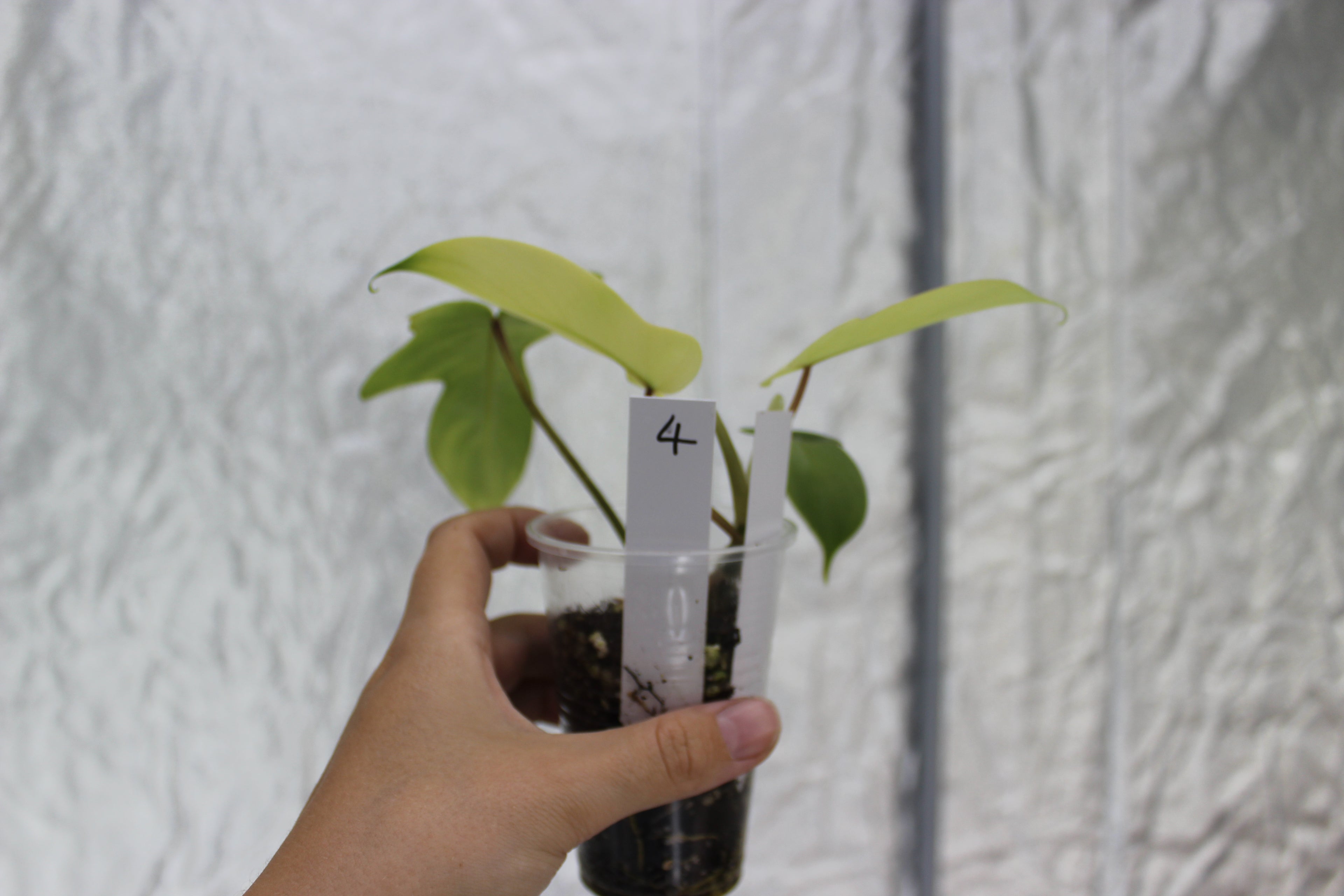 Philodendron Florida Ghost