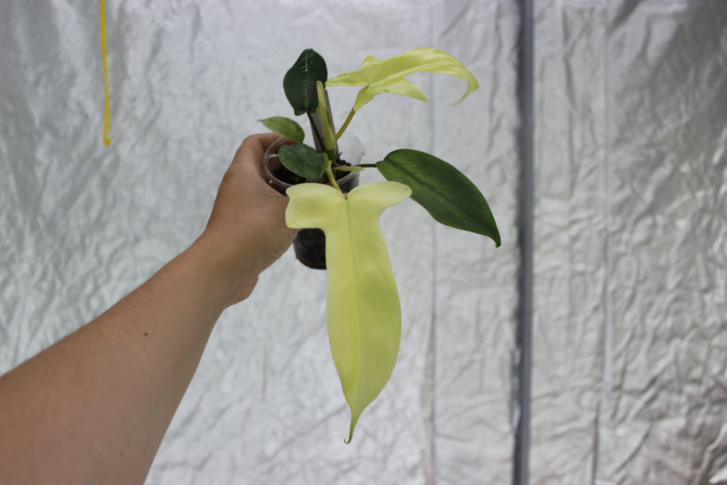 Philodendron Florida Ghost