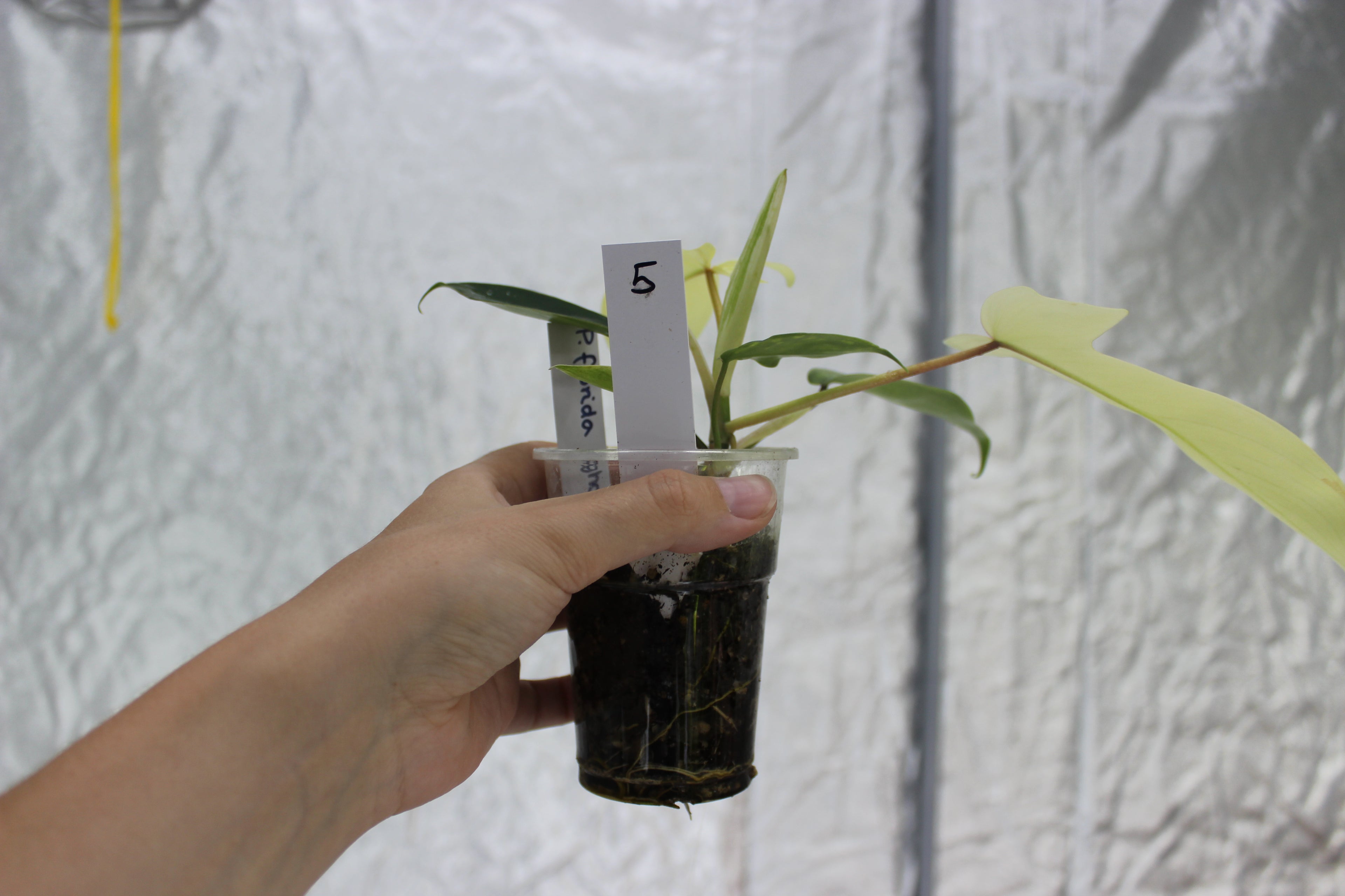 Philodendron Florida Ghost