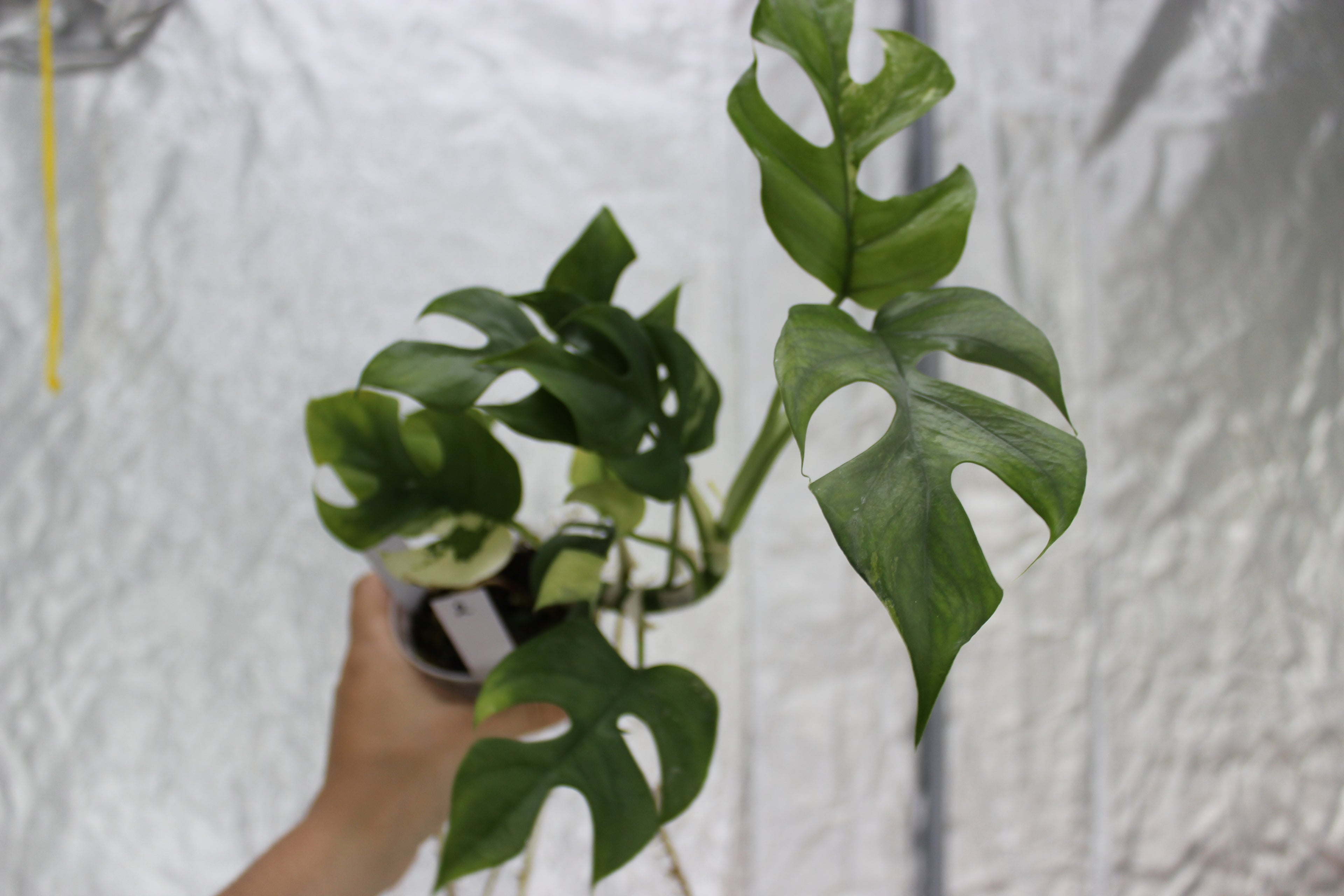 Rhapidaphora Tetrasperma Variegated