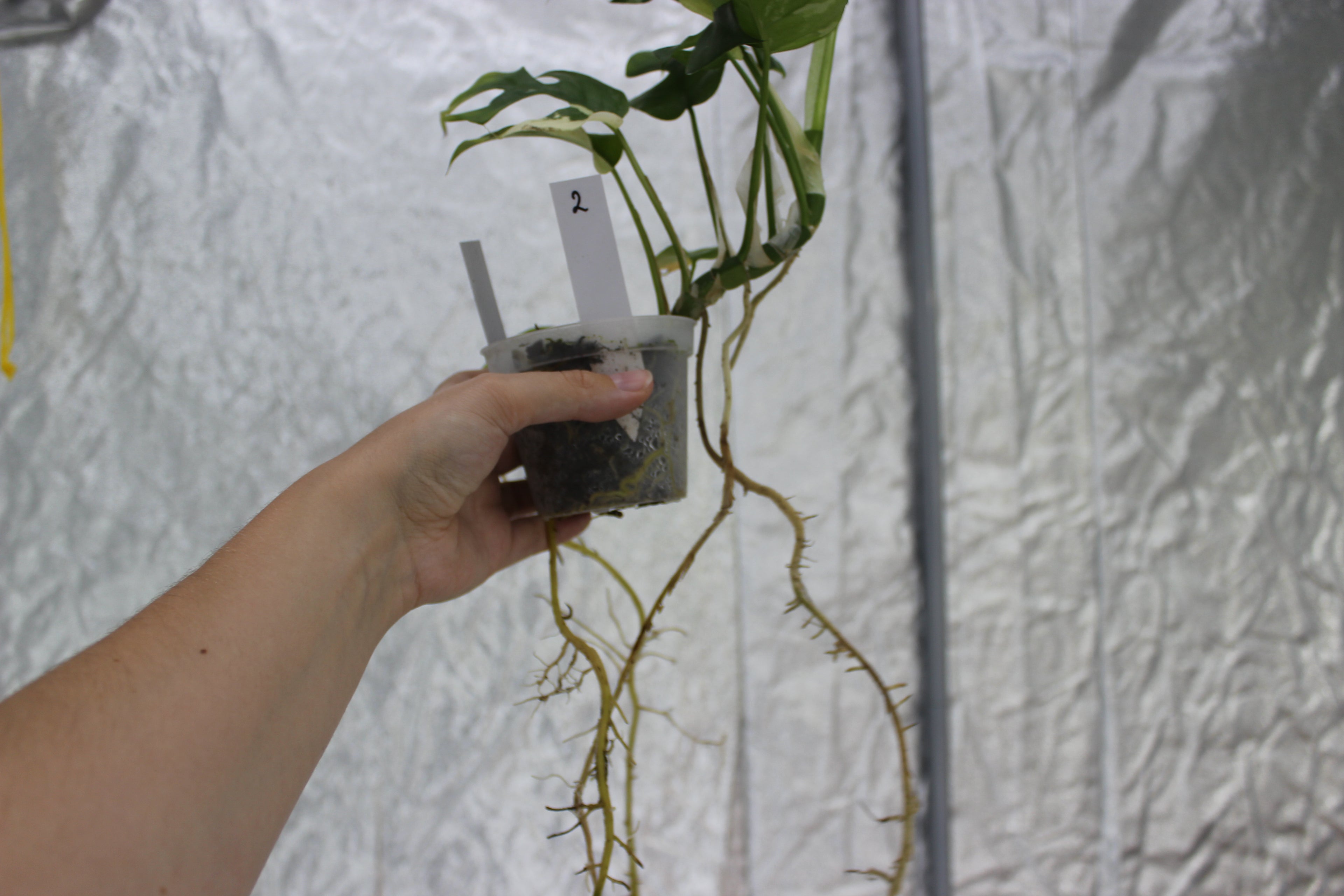 Rhapidaphora Tetrasperma Variegated