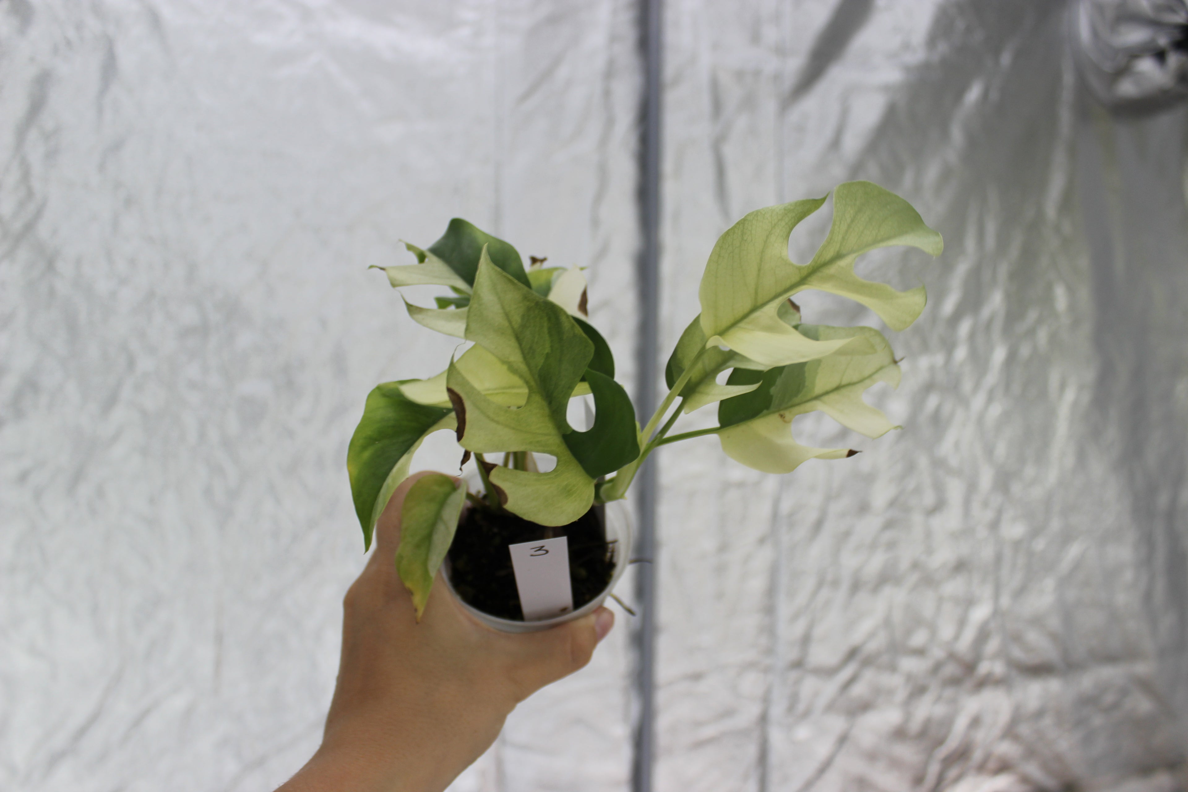 Rhapidaphora Tetrasperma Variegated