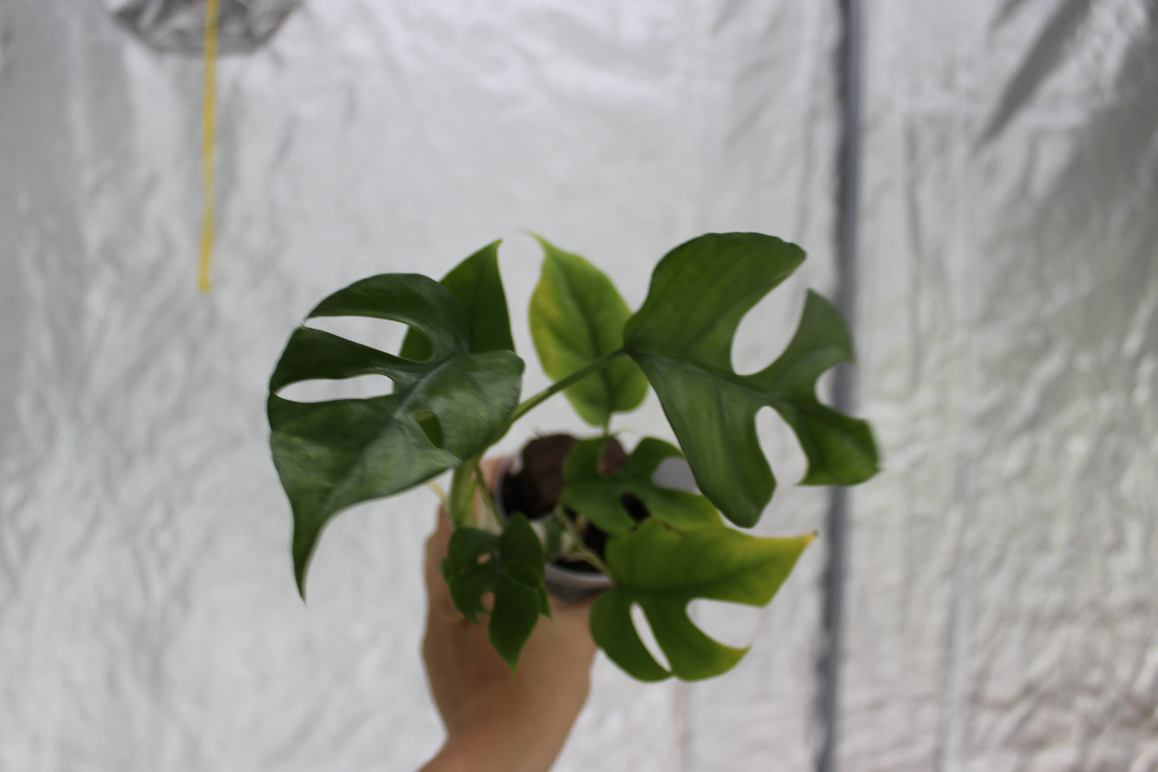 Rhapidaphora Tetrasperma Variegated