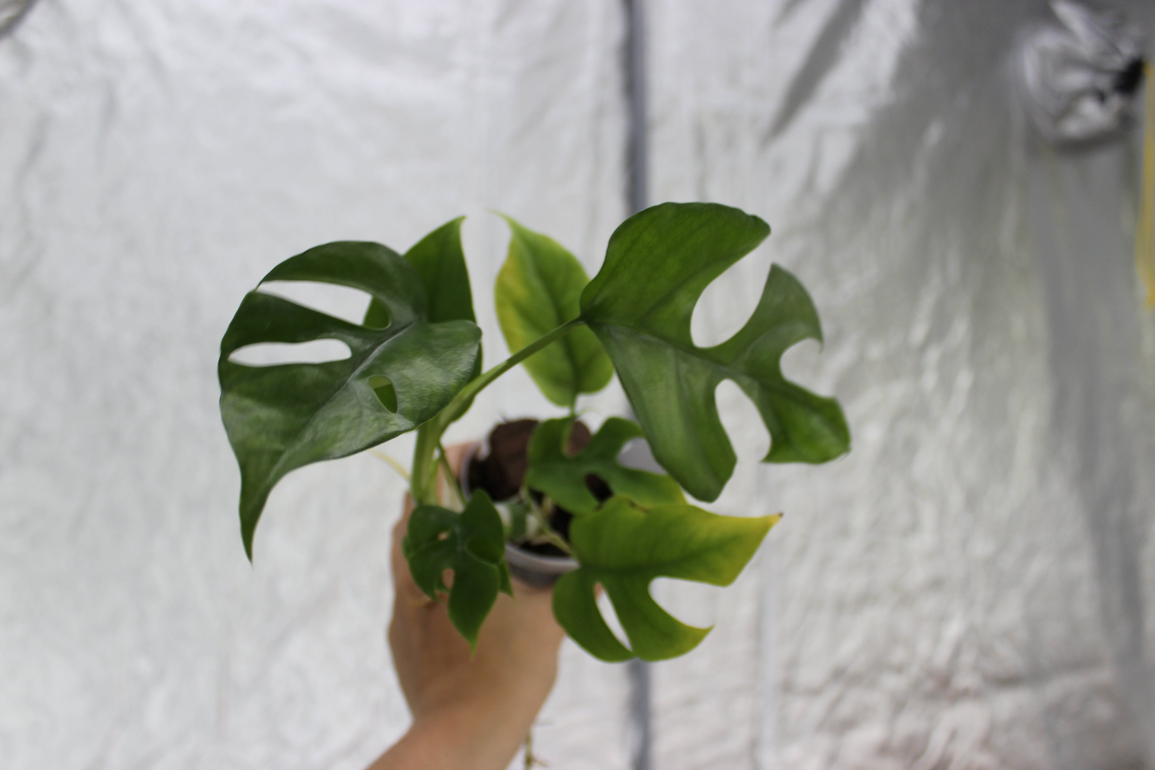 Rhapidaphora Tetrasperma Variegated