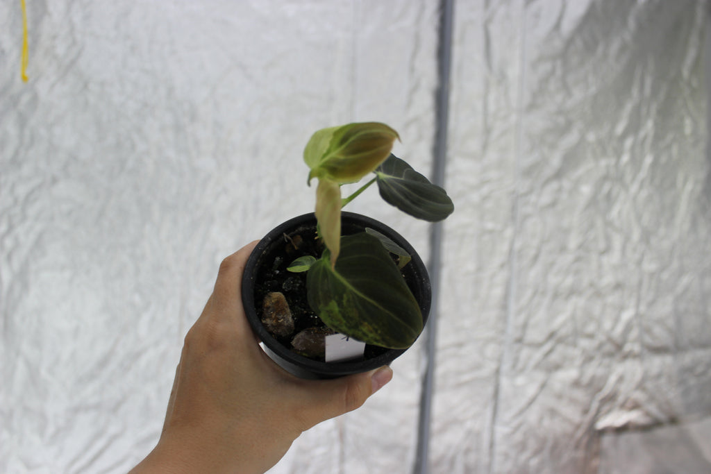 Philodendron melanochrysum variegated