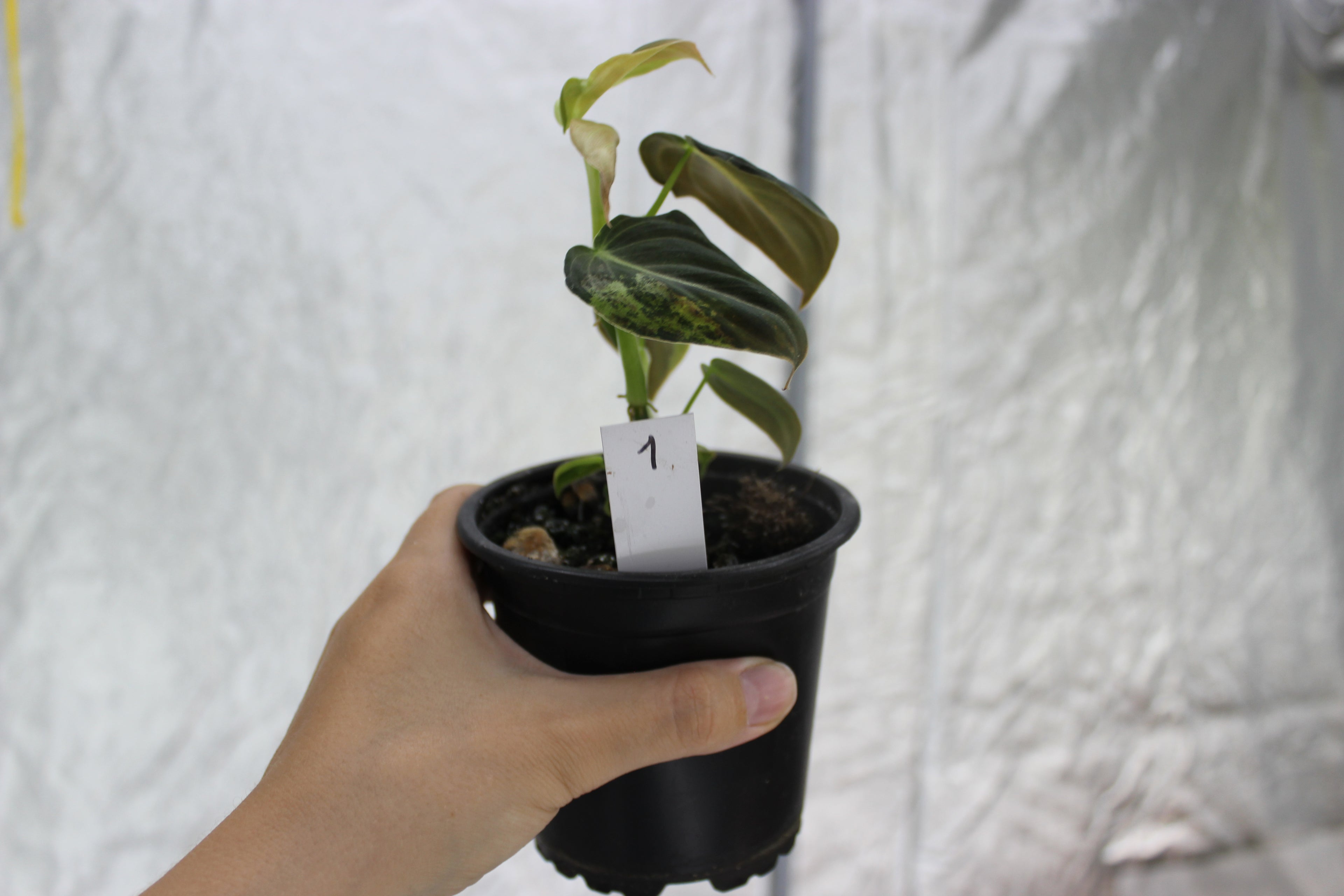 Philodendron melanochrysum variegated