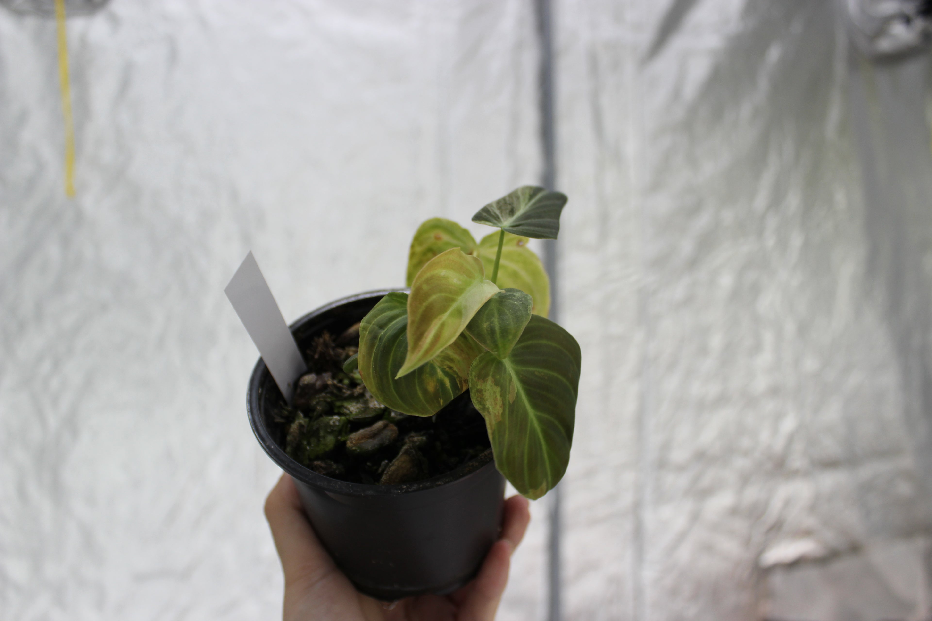 Philodendron melanochrysum variegated