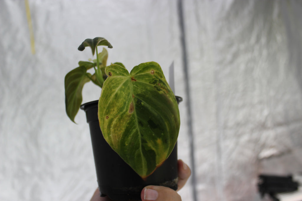 Philodendron melanochrysum variegated