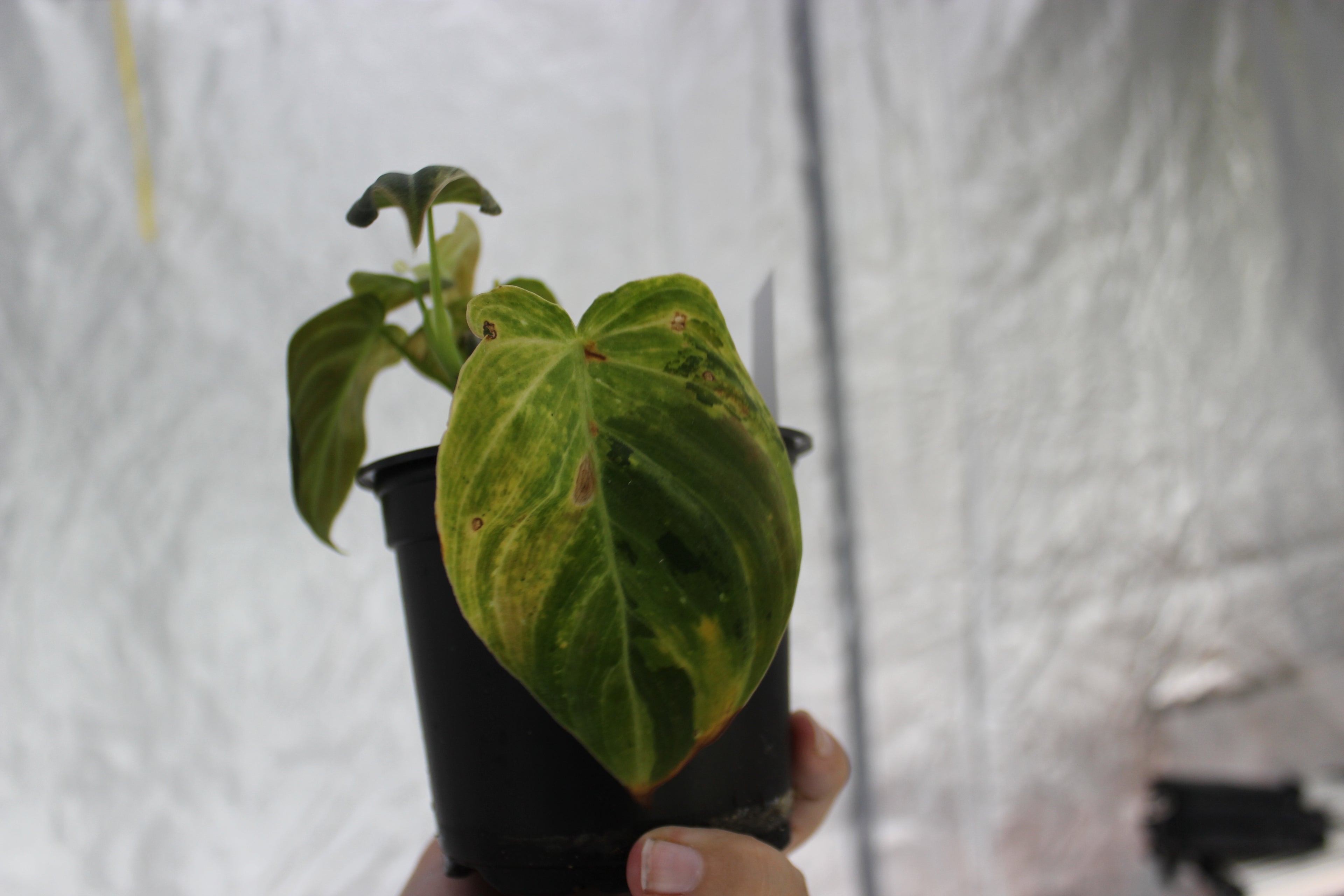 Philodendron melanochrysum variegated