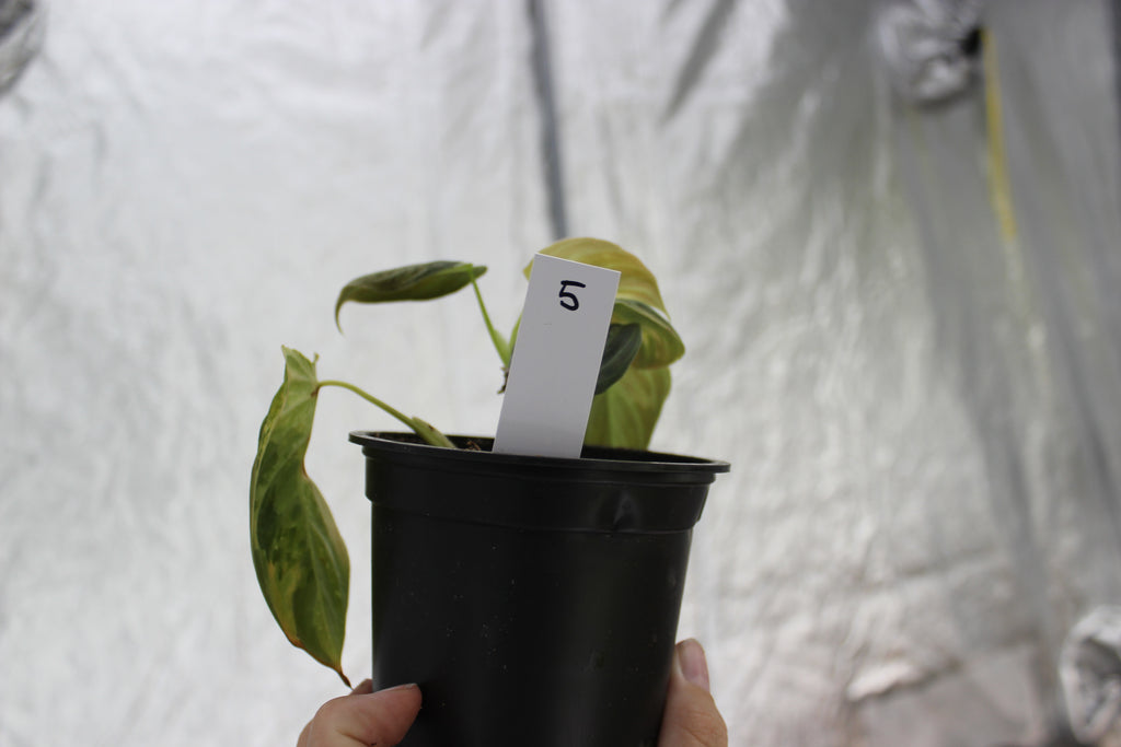 Philodendron melanochrysum variegated